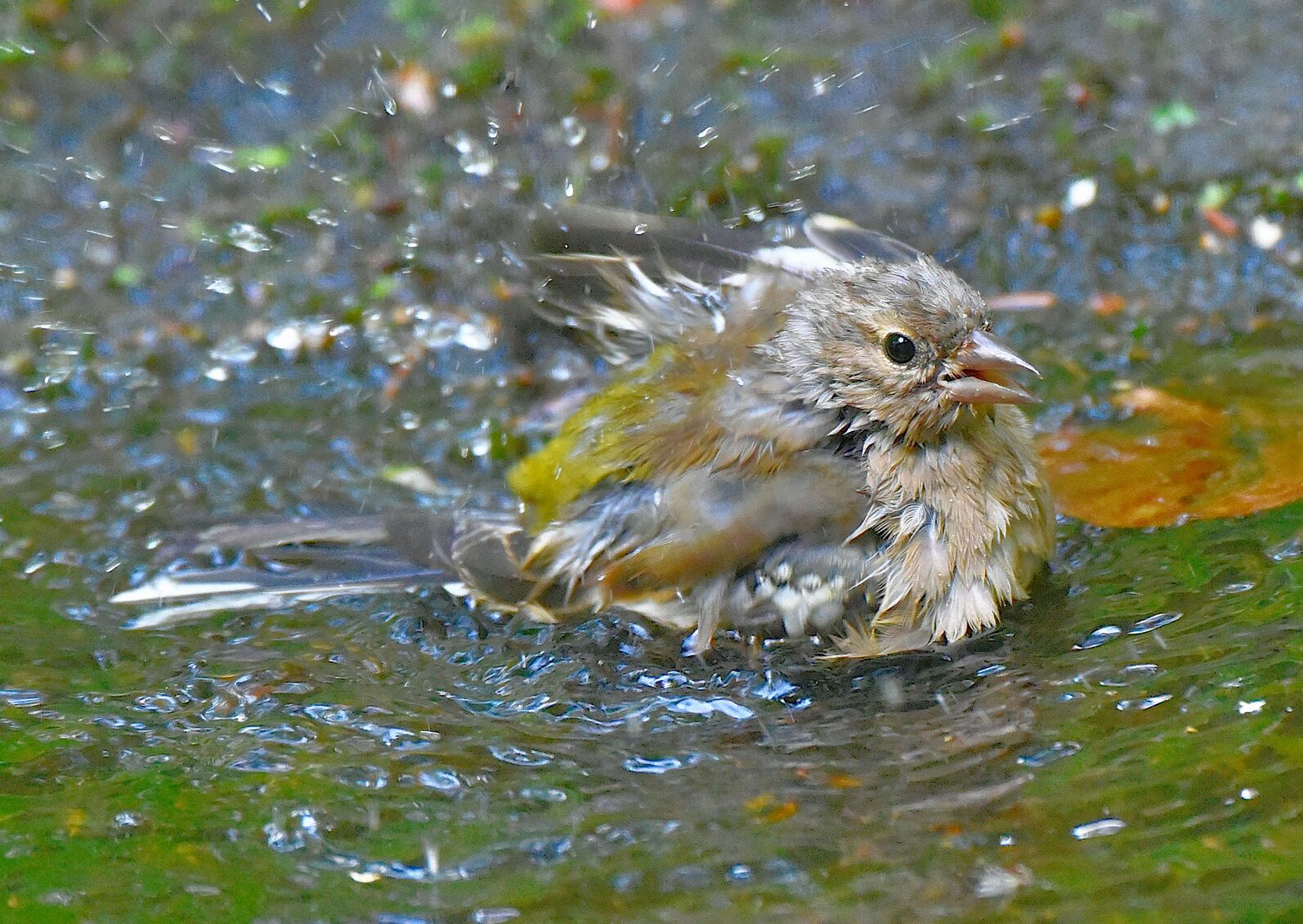 Valokuvaaja: Reijo Juurinen