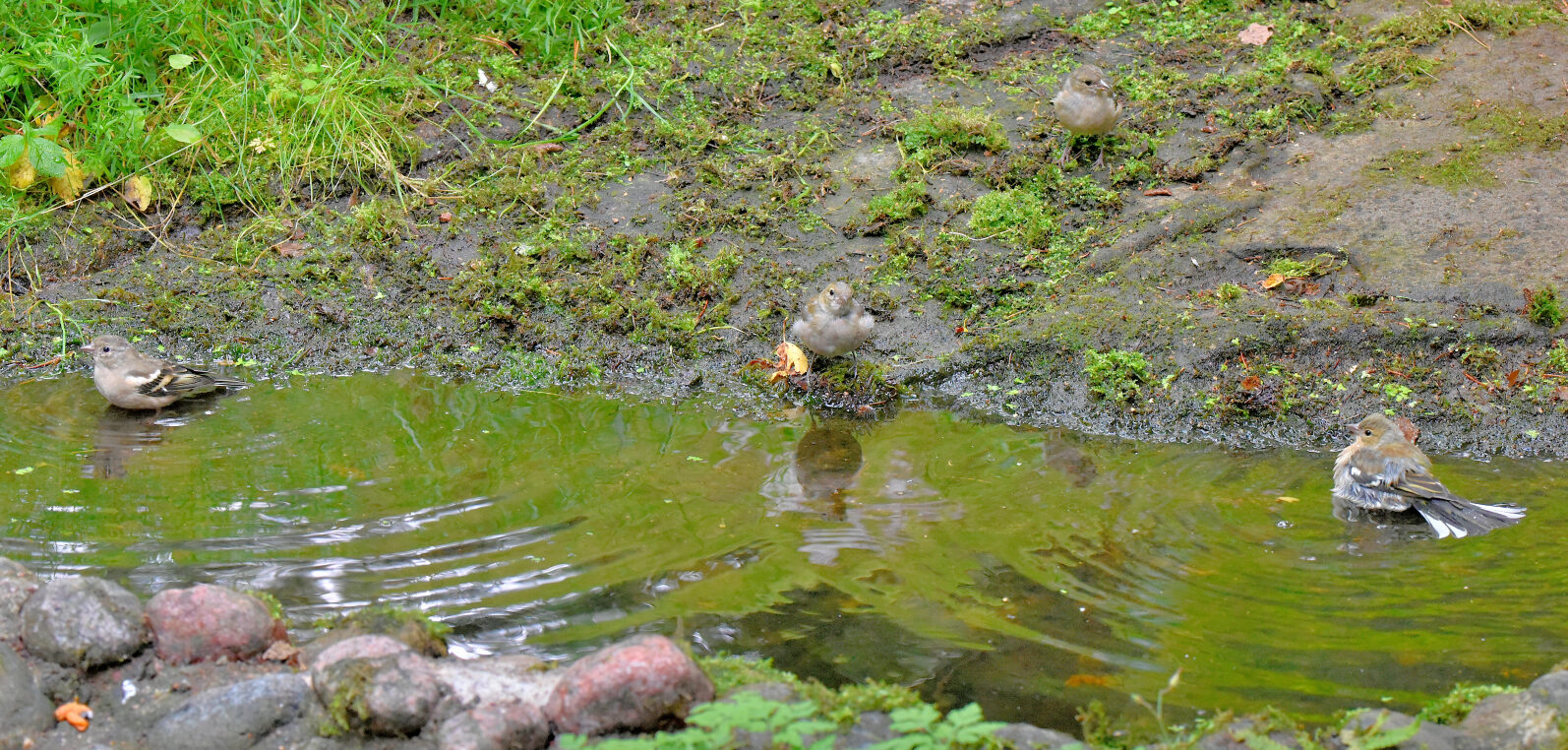 Valokuvaaja: Reijo Juurinen Valokuvaaja: Reijo Juurinen