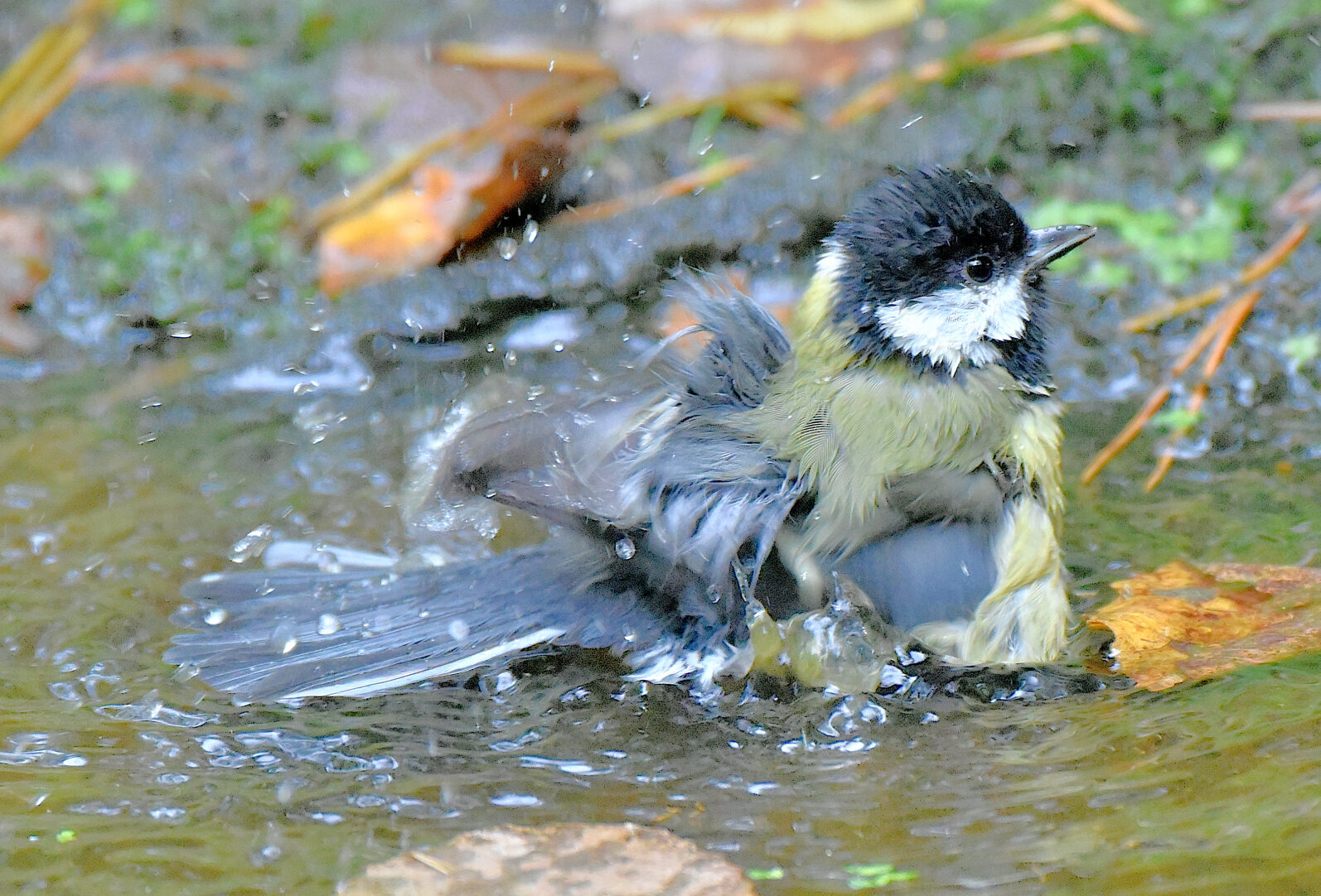 Valokuvaaja: Reijo Juurinen