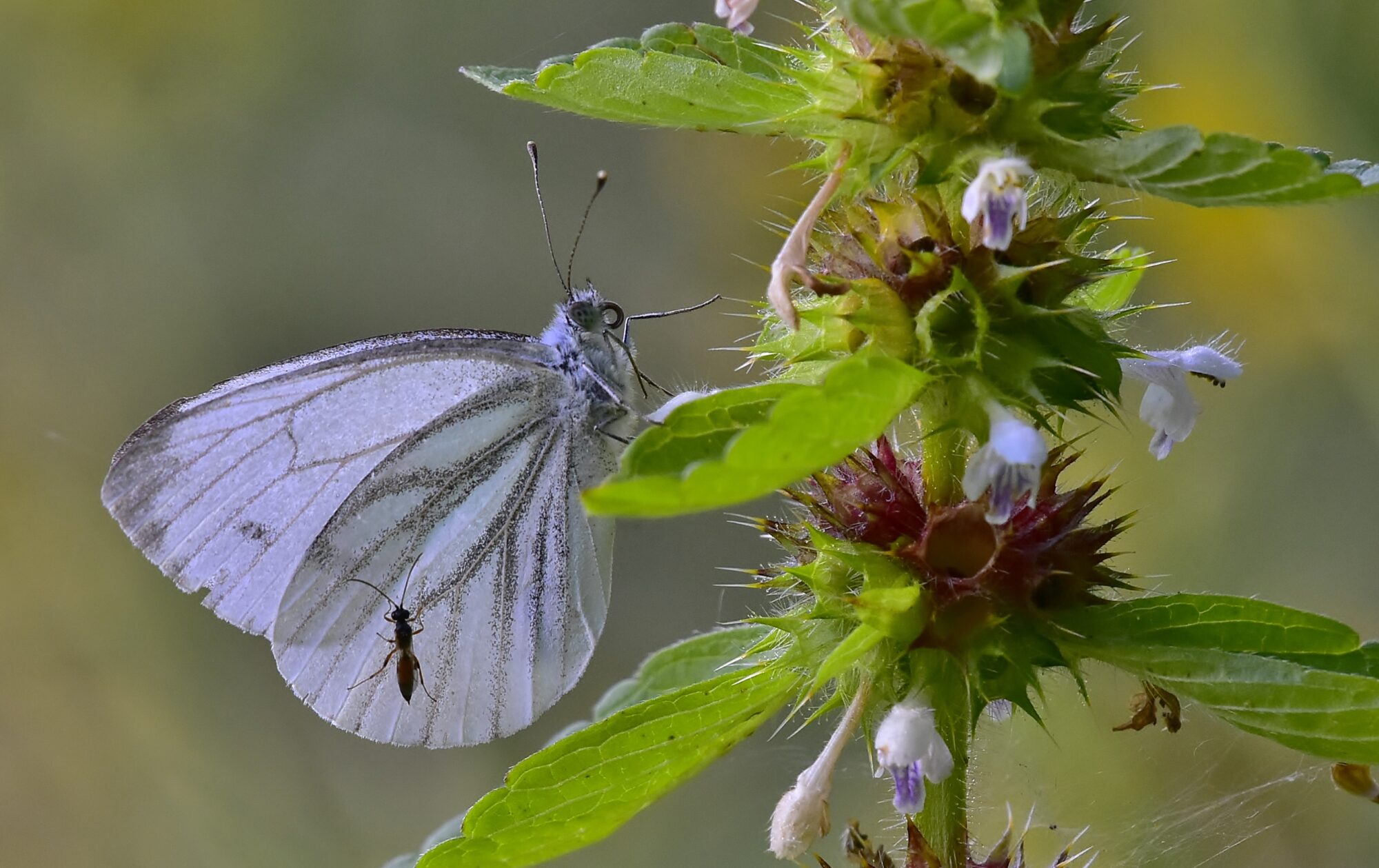Valokuvaaja: Markku Pelkonen