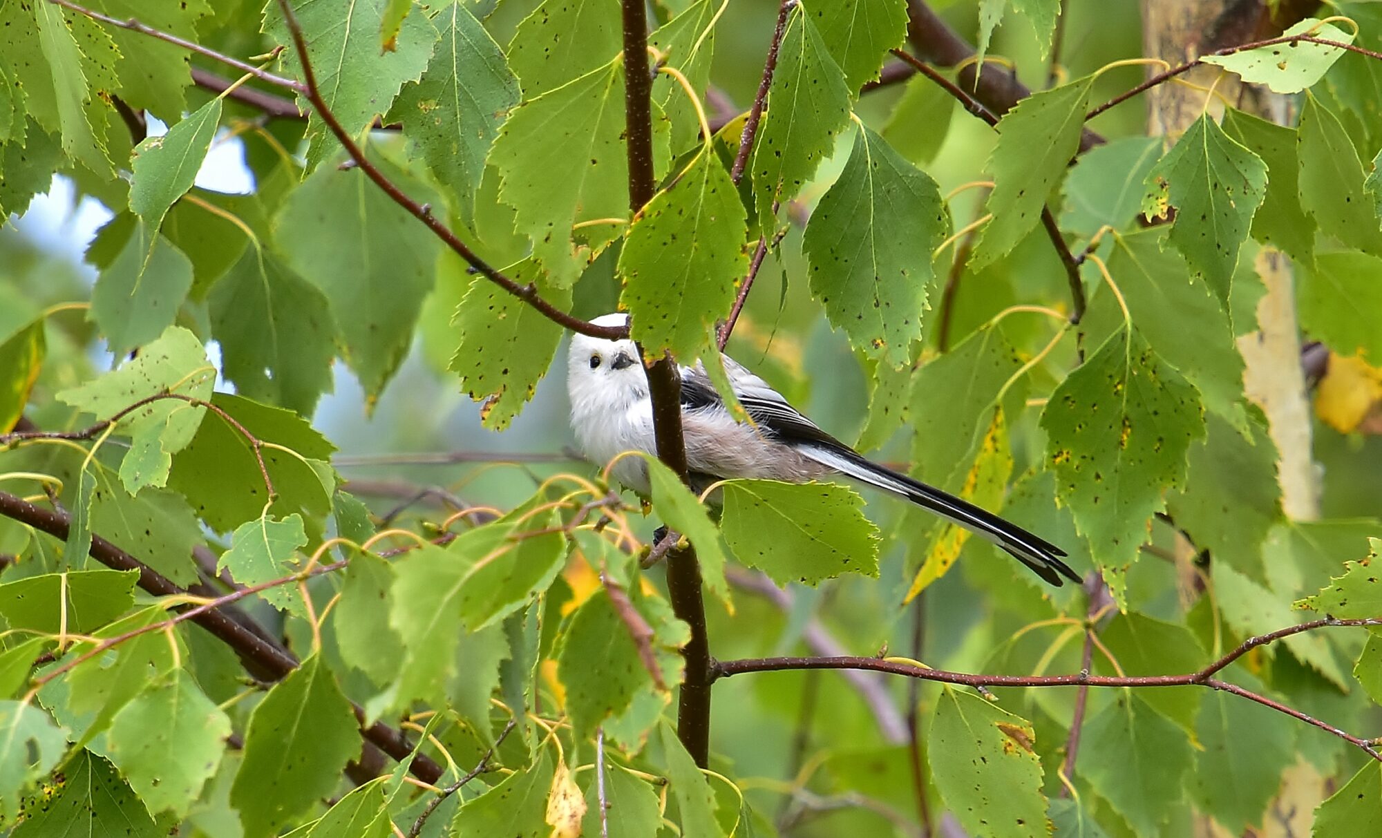 Valokuvaaja: Markku Pelkonen