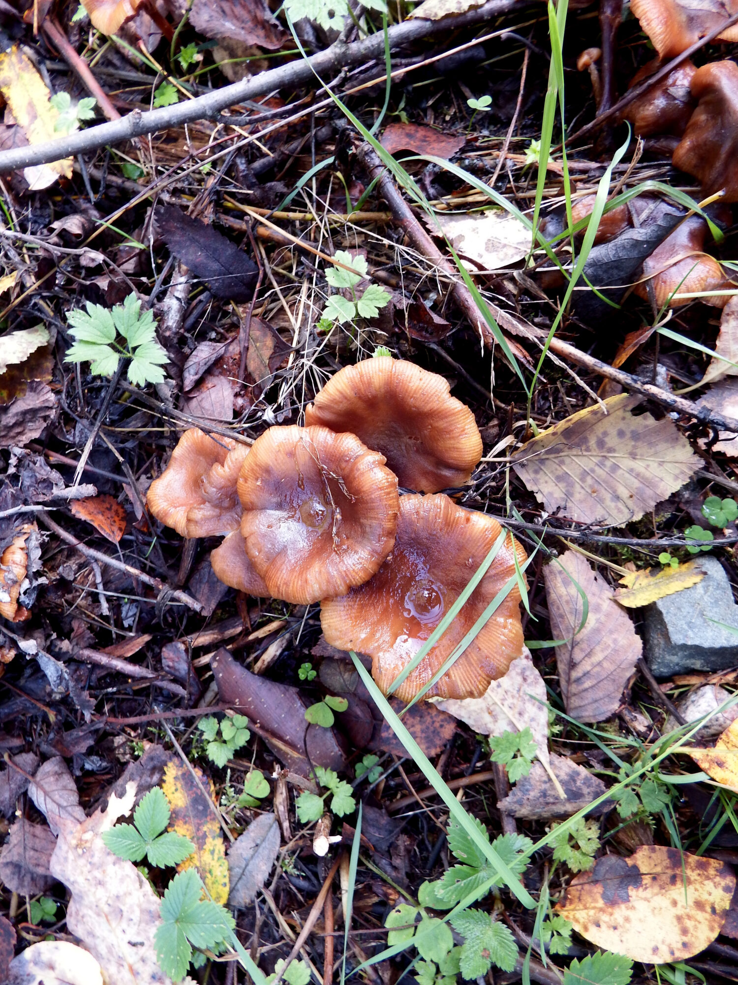 Valokuvaaja: Toni Asikainen