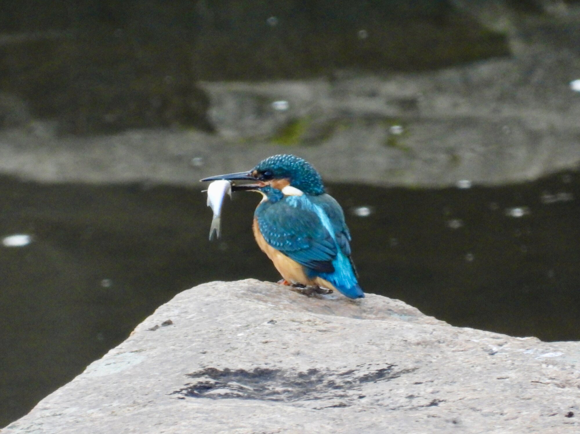 Valokuvaaja: Juhani Peltonen Valokuvaaja: Juhani Peltonen