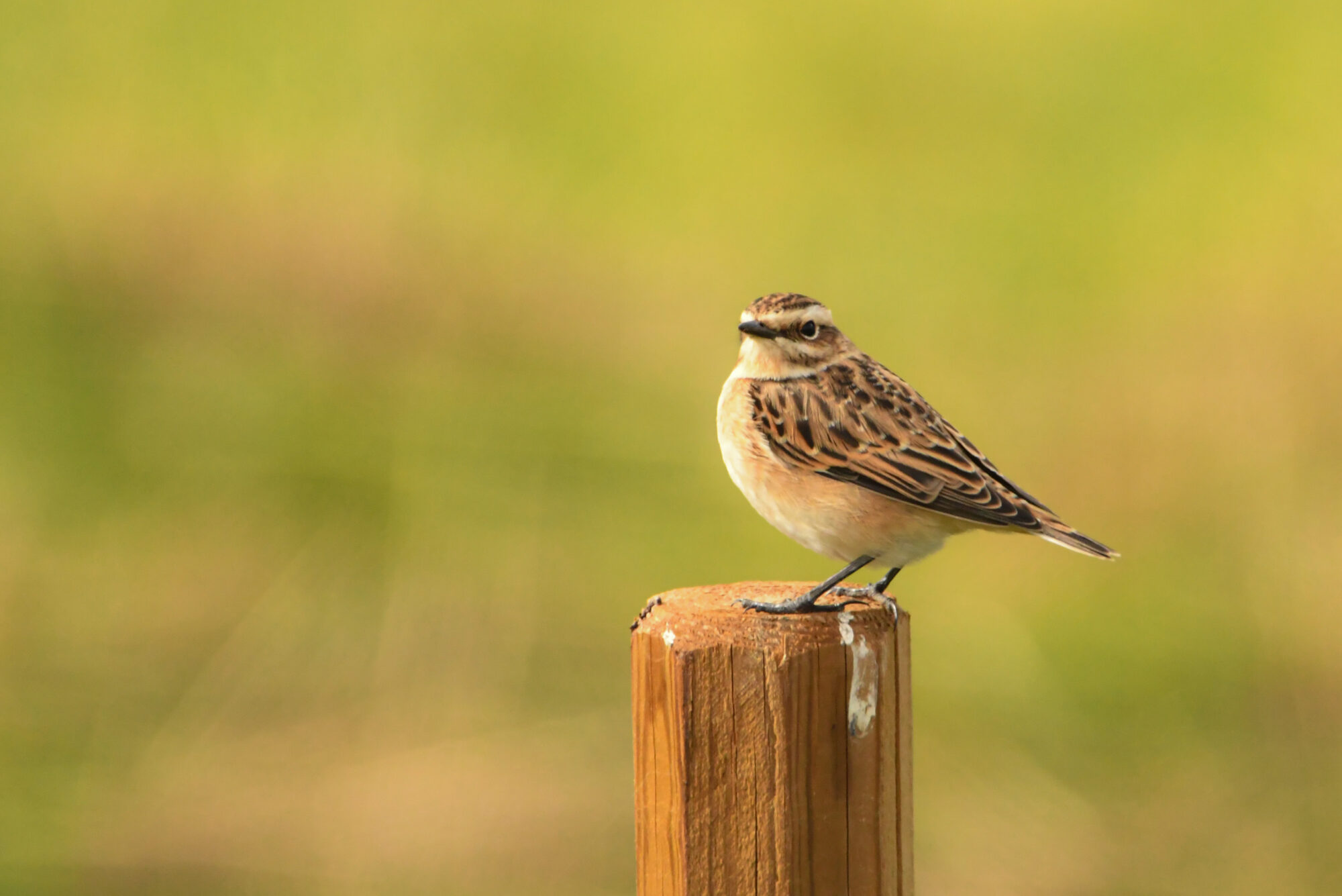 Valokuvaaja: Maija Savolainen