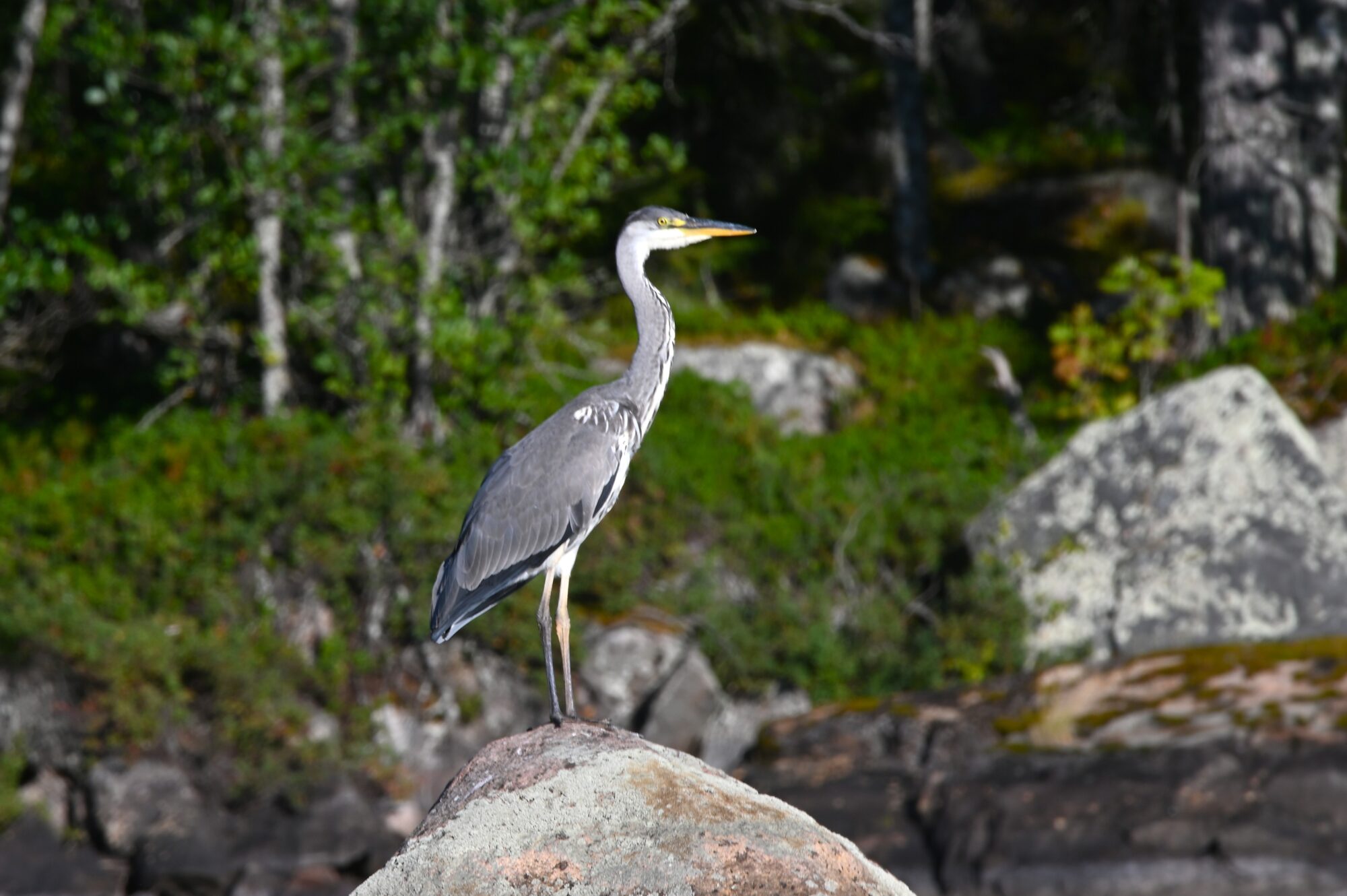 Valokuvaaja: Maarit Siitonen