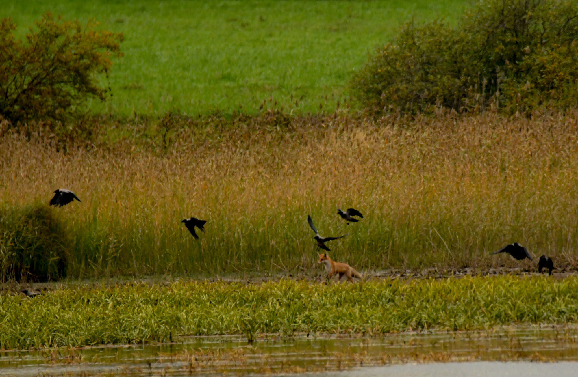 Valokuvaaja: Maija savolainen