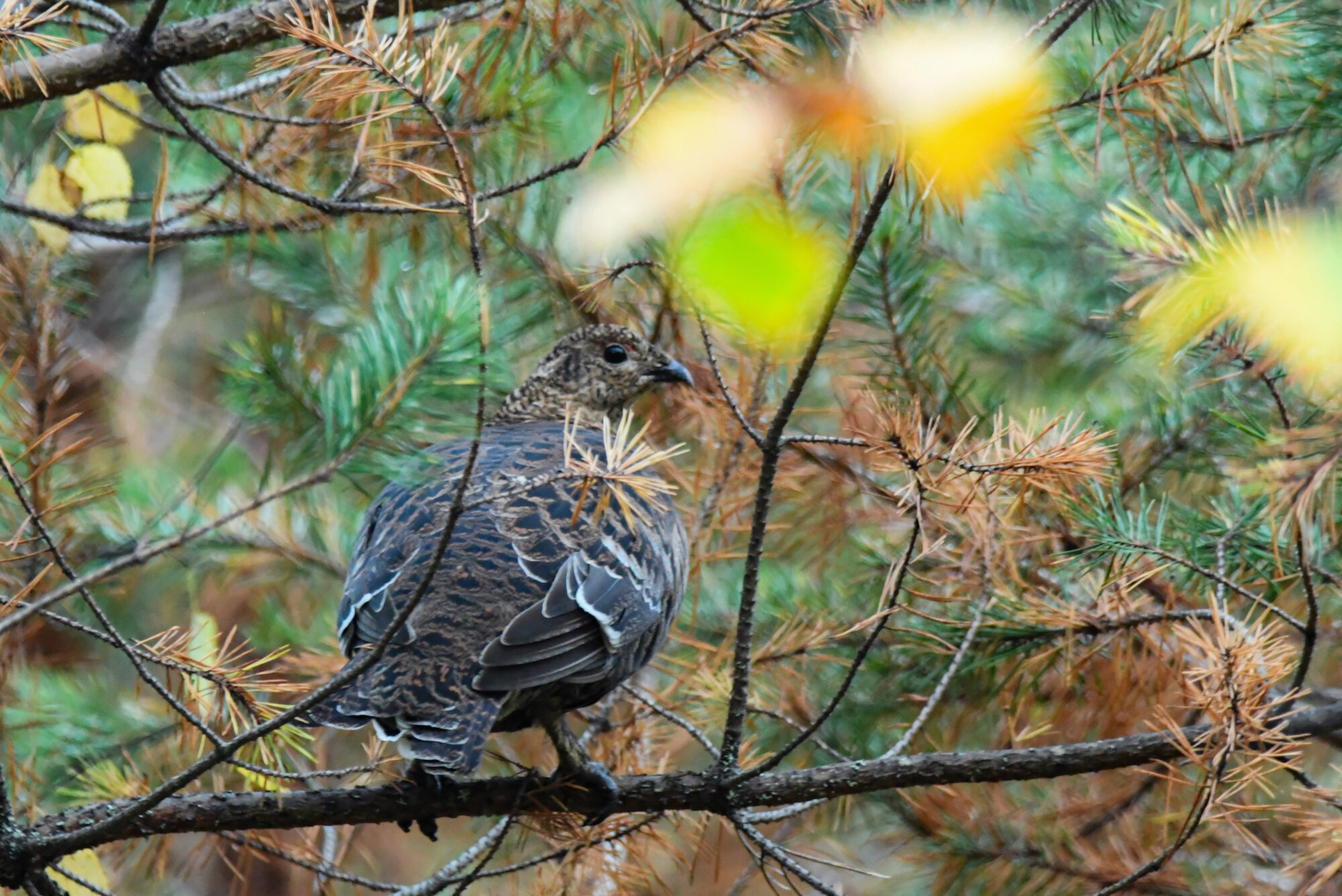 Valokuvaaja: Maija savolainen