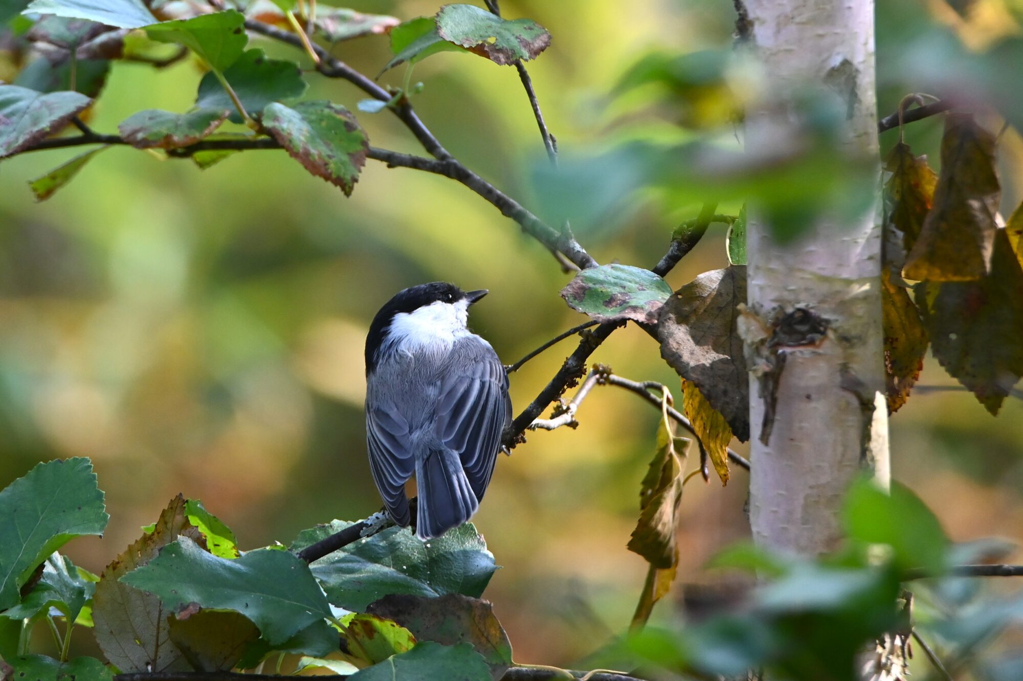 Valokuvaaja: Maarit Siitonen