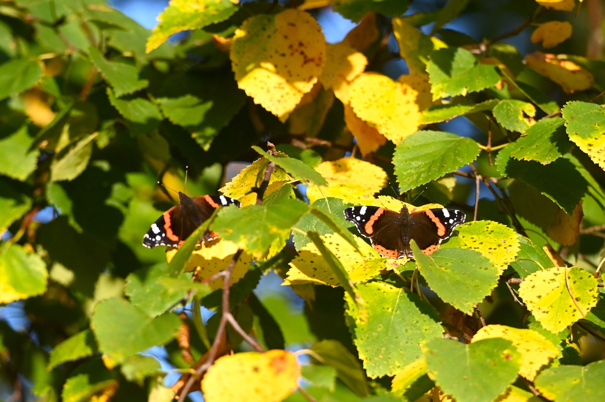 Valokuvaaja: Maarit Siitonen