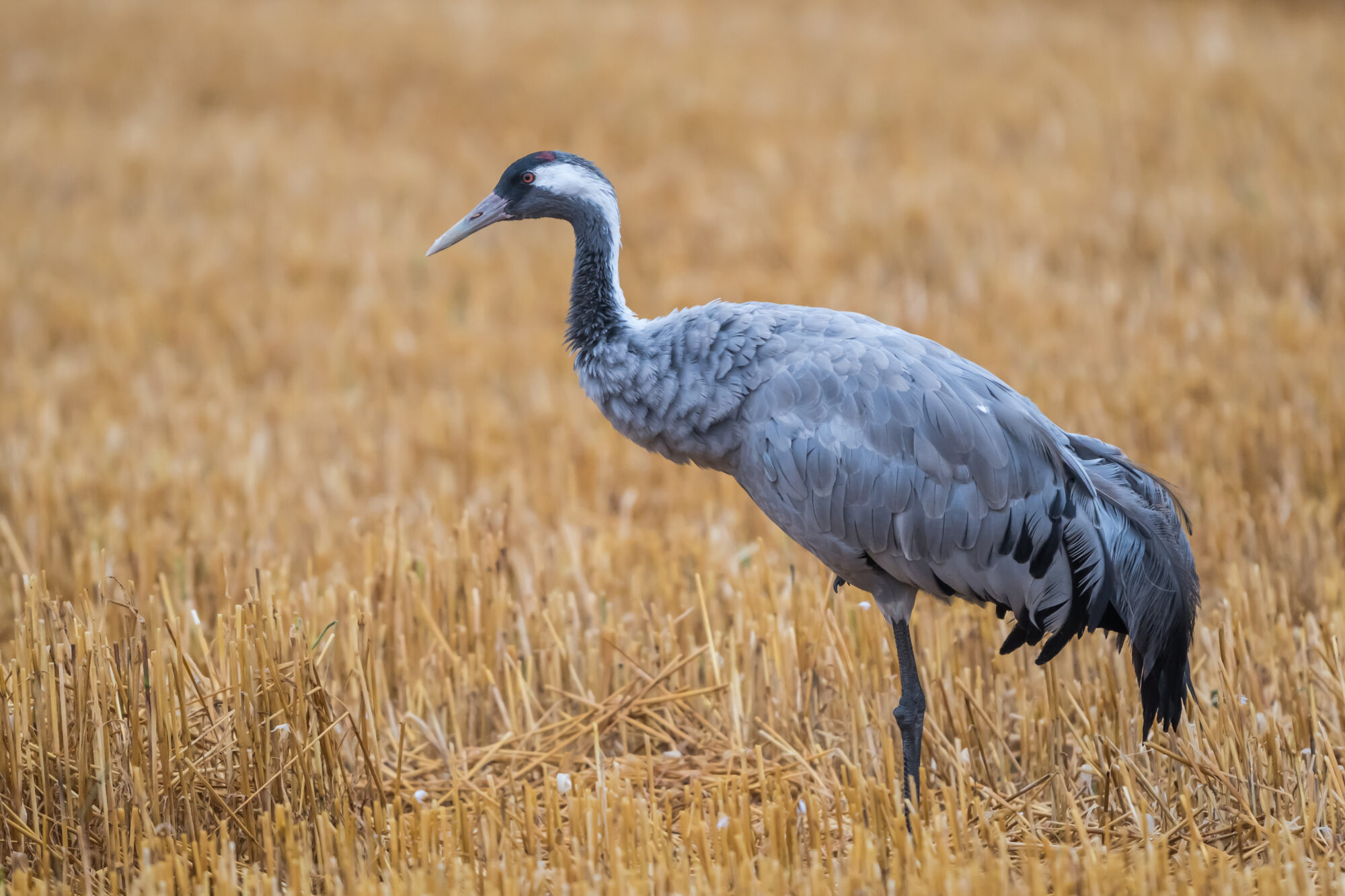 Valokuvaaja: Markku Saarinen