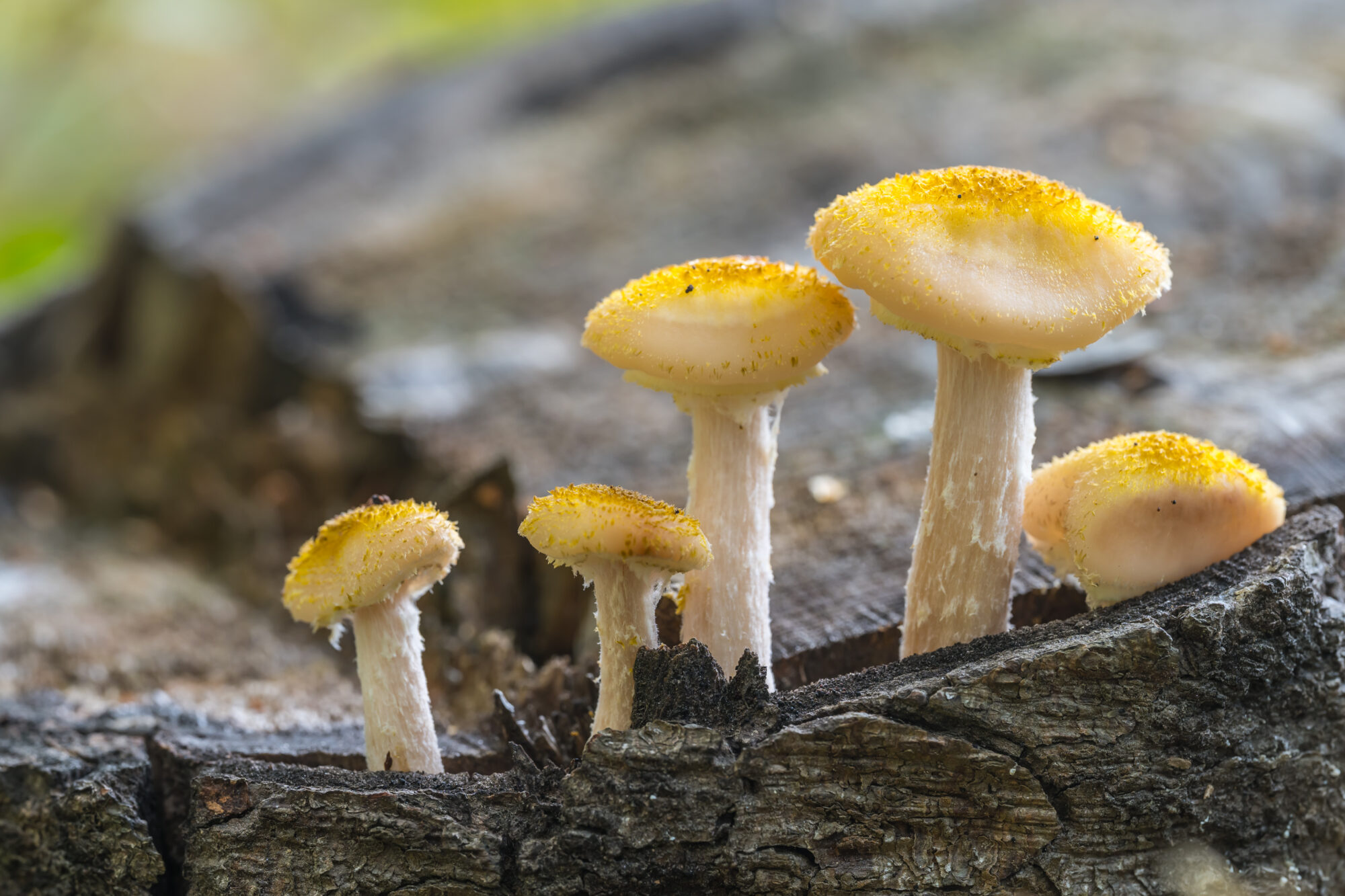 Valokuvaaja: Markku Saarinen