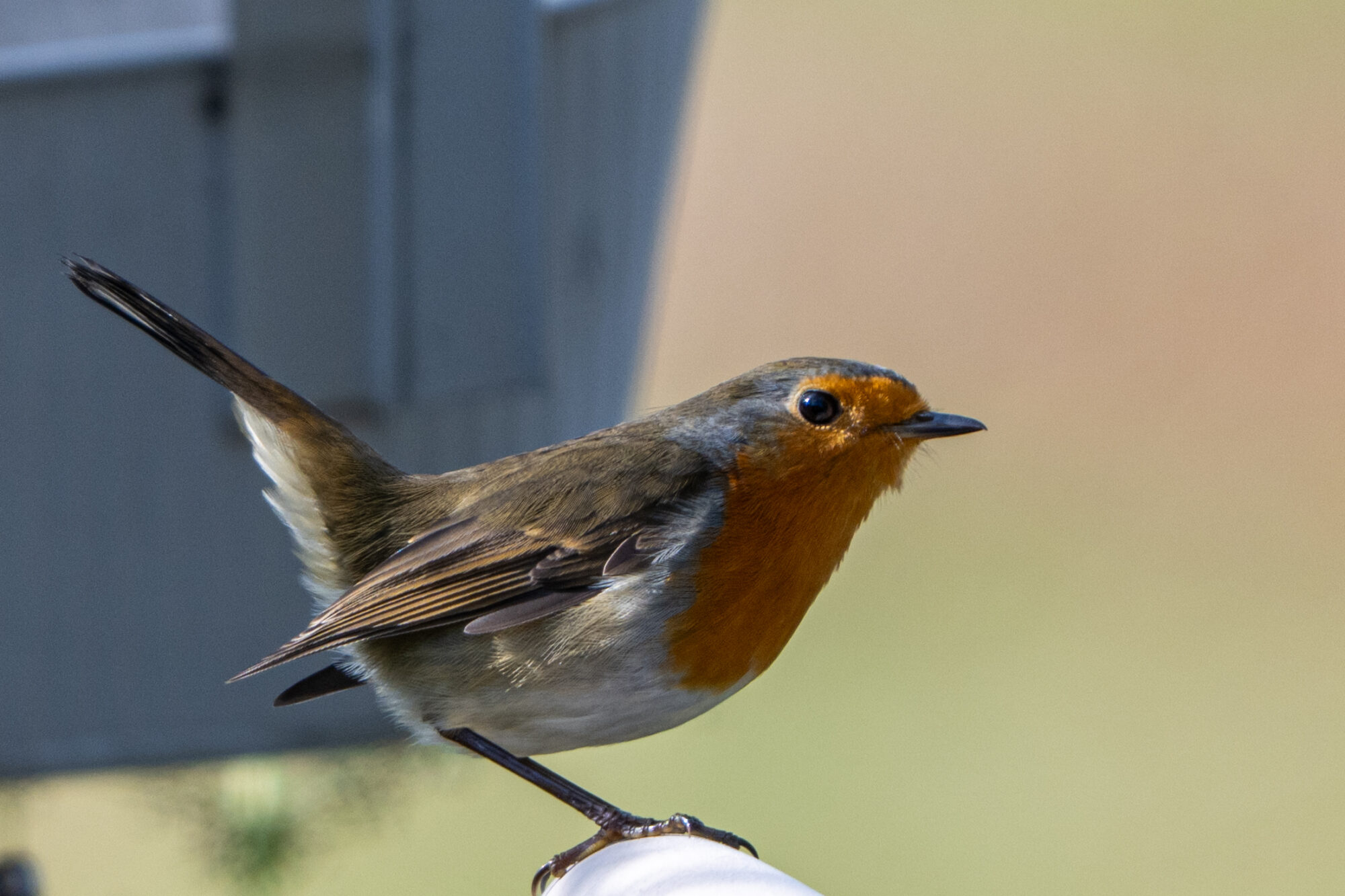 Valokuvaaja: Markku Saarinen