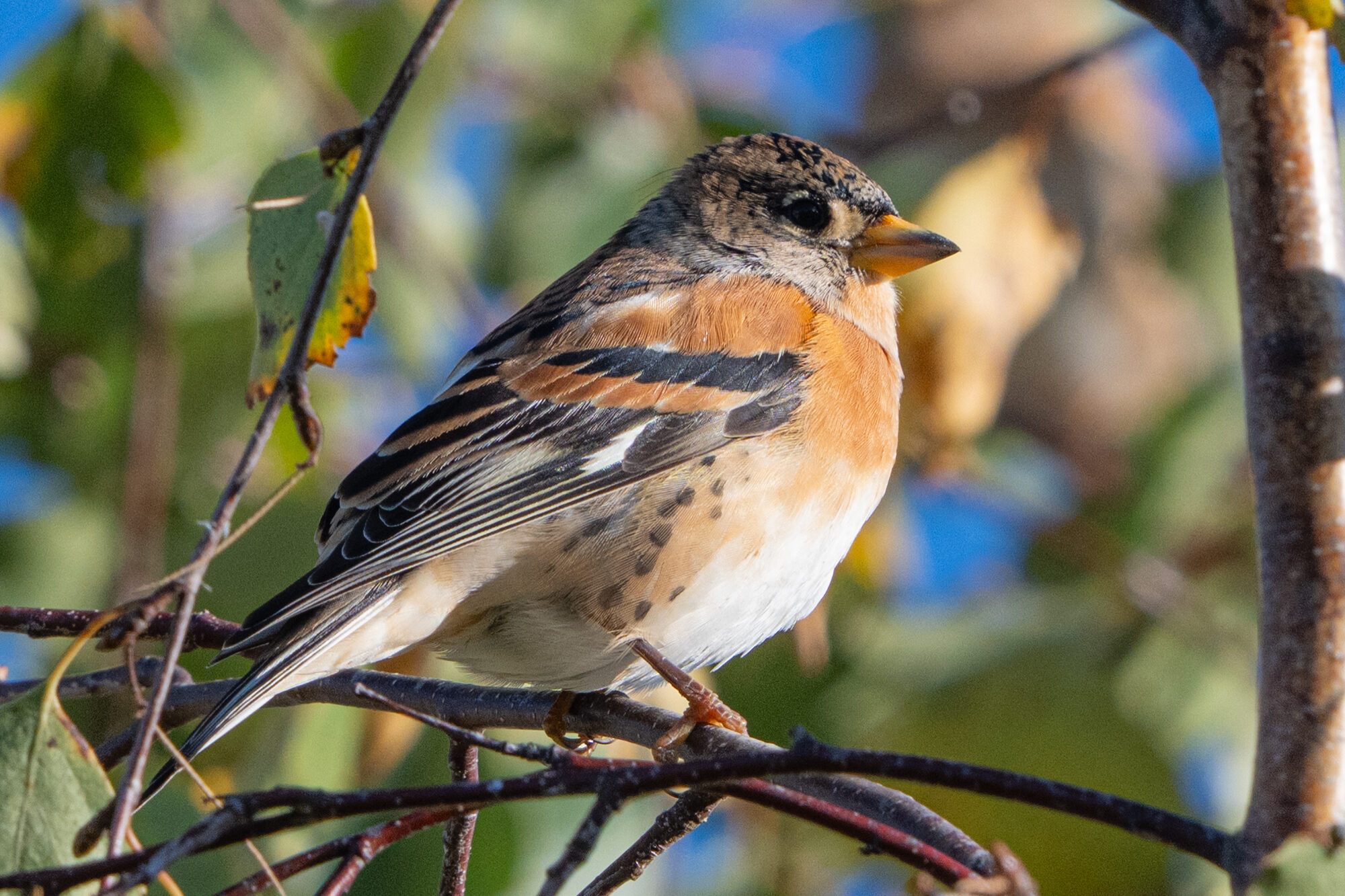 Valokuvaaja: Markku Saarinen