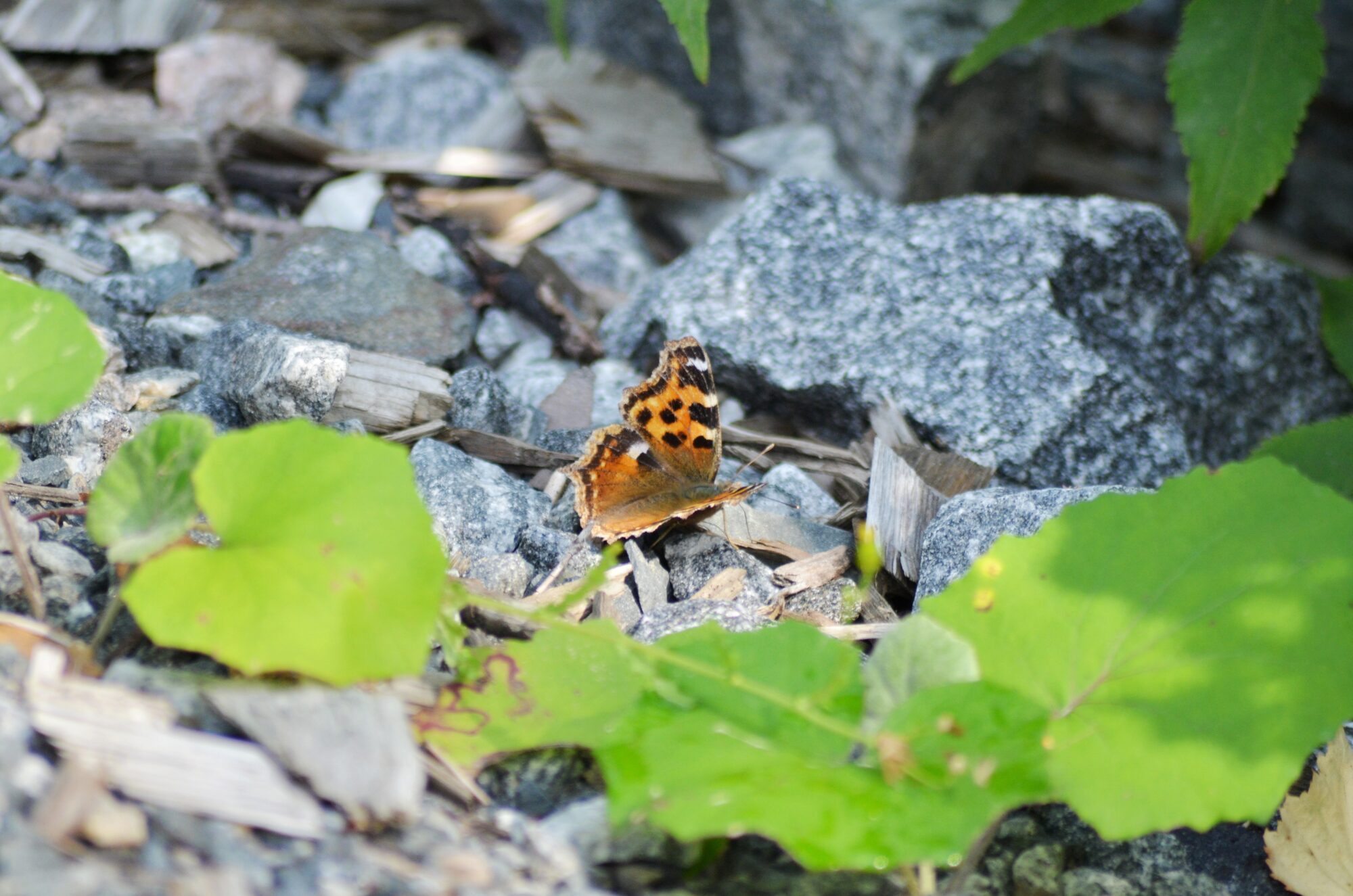 Valokuvaaja: Maria Martikainen
