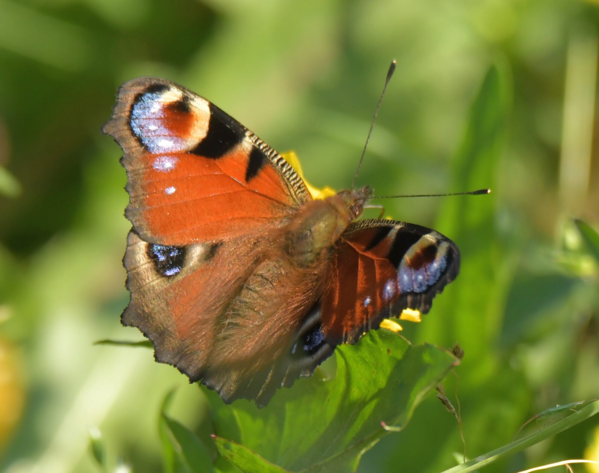 Valokuvaaja: Ritva Pietikäinen