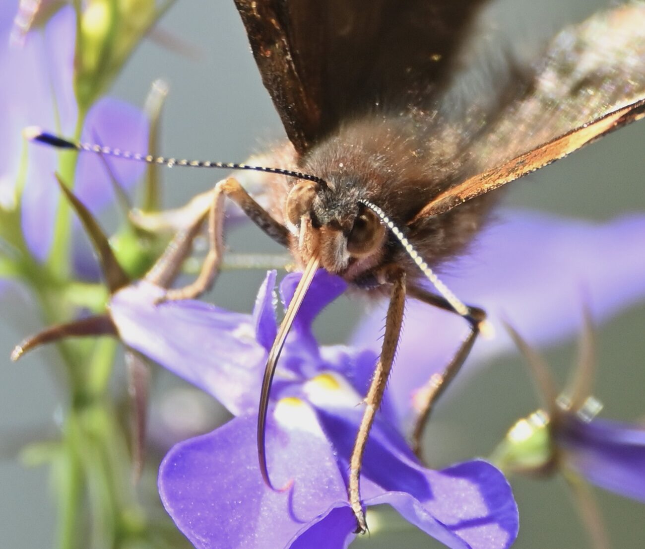 Valokuvaaja: Emilia Miettinen Valokuvaaja: Emilia Miettinen