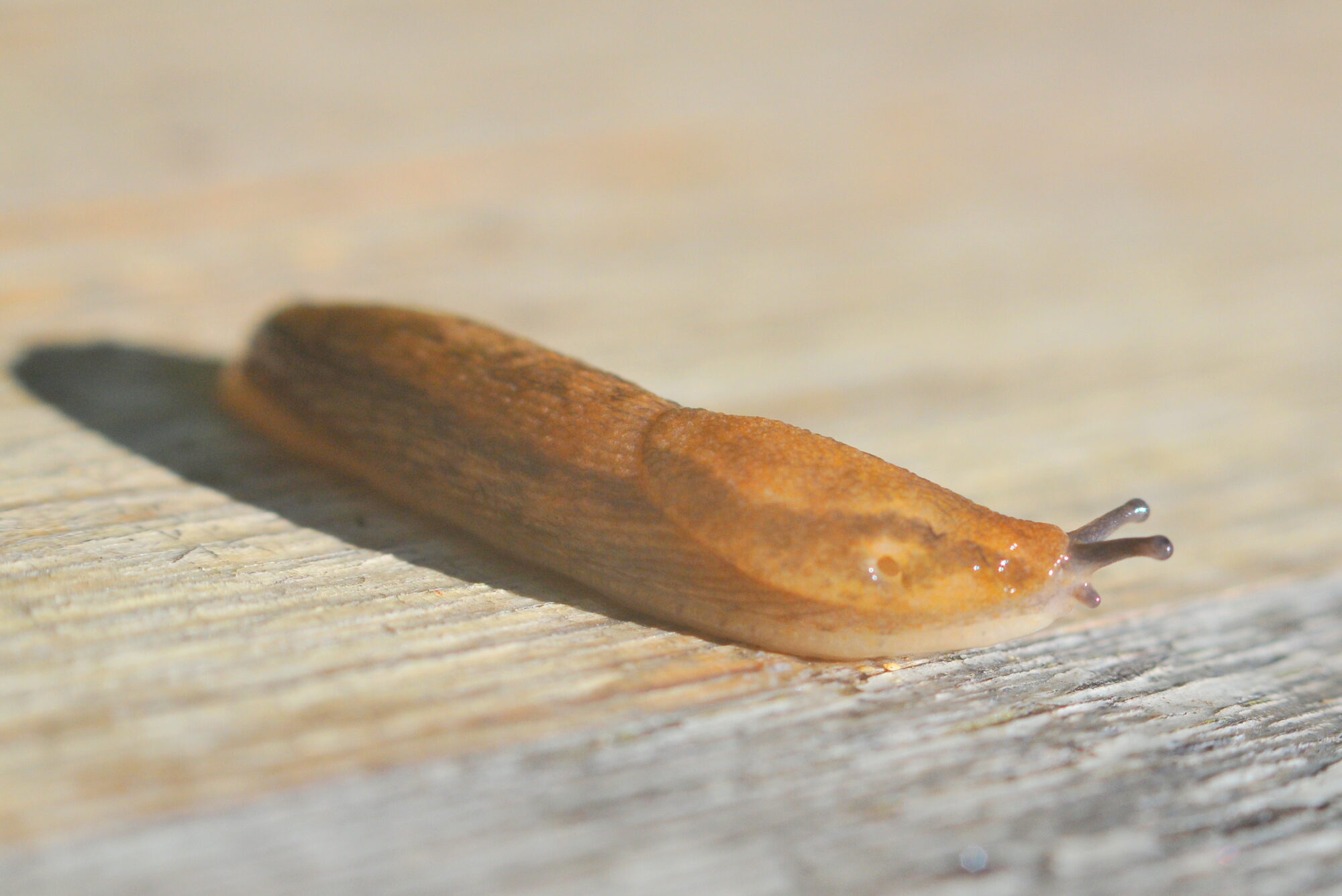 Valokuvaaja: Kaarlo Asikainen