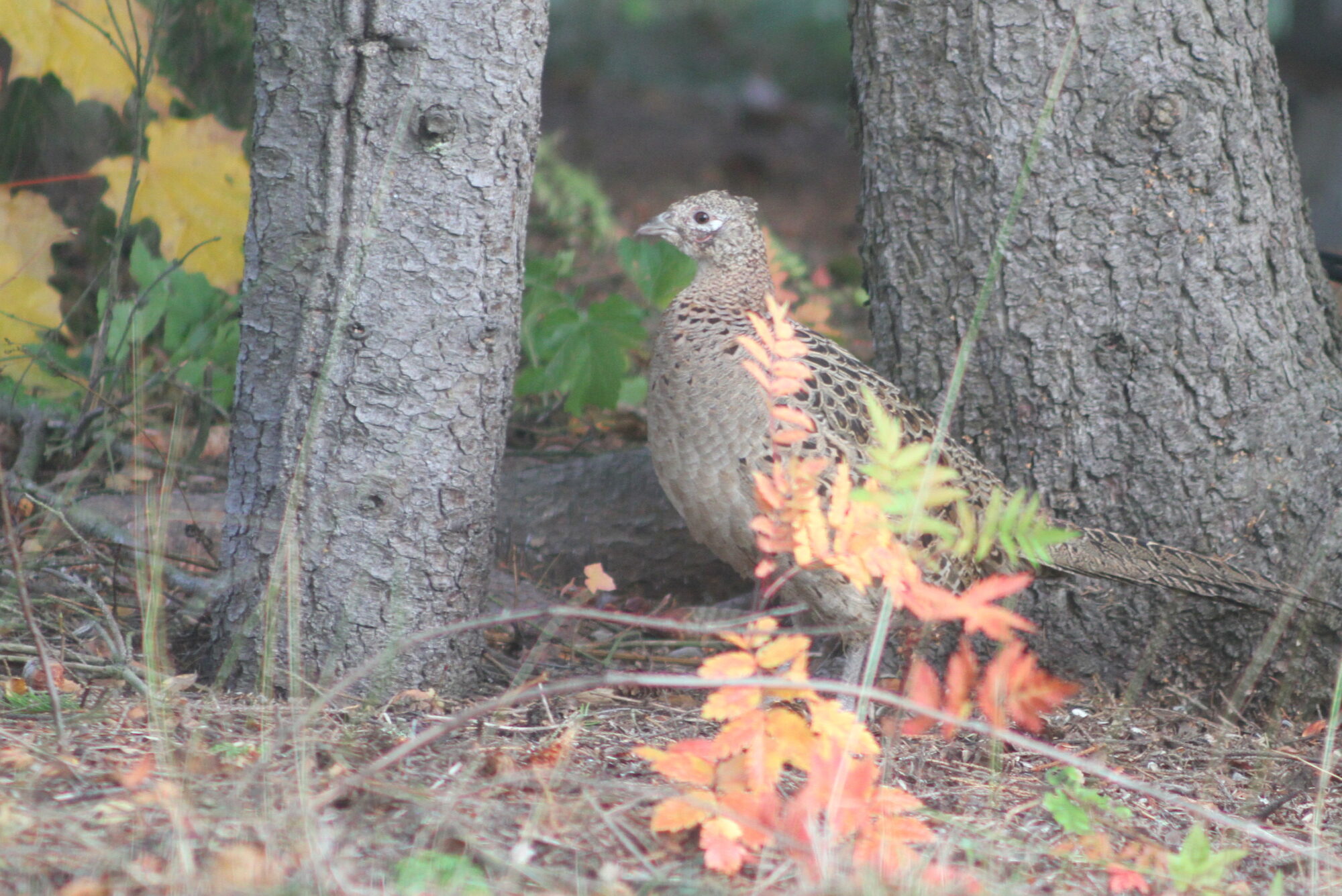 Valokuvaaja: Kaarlo Asikainen