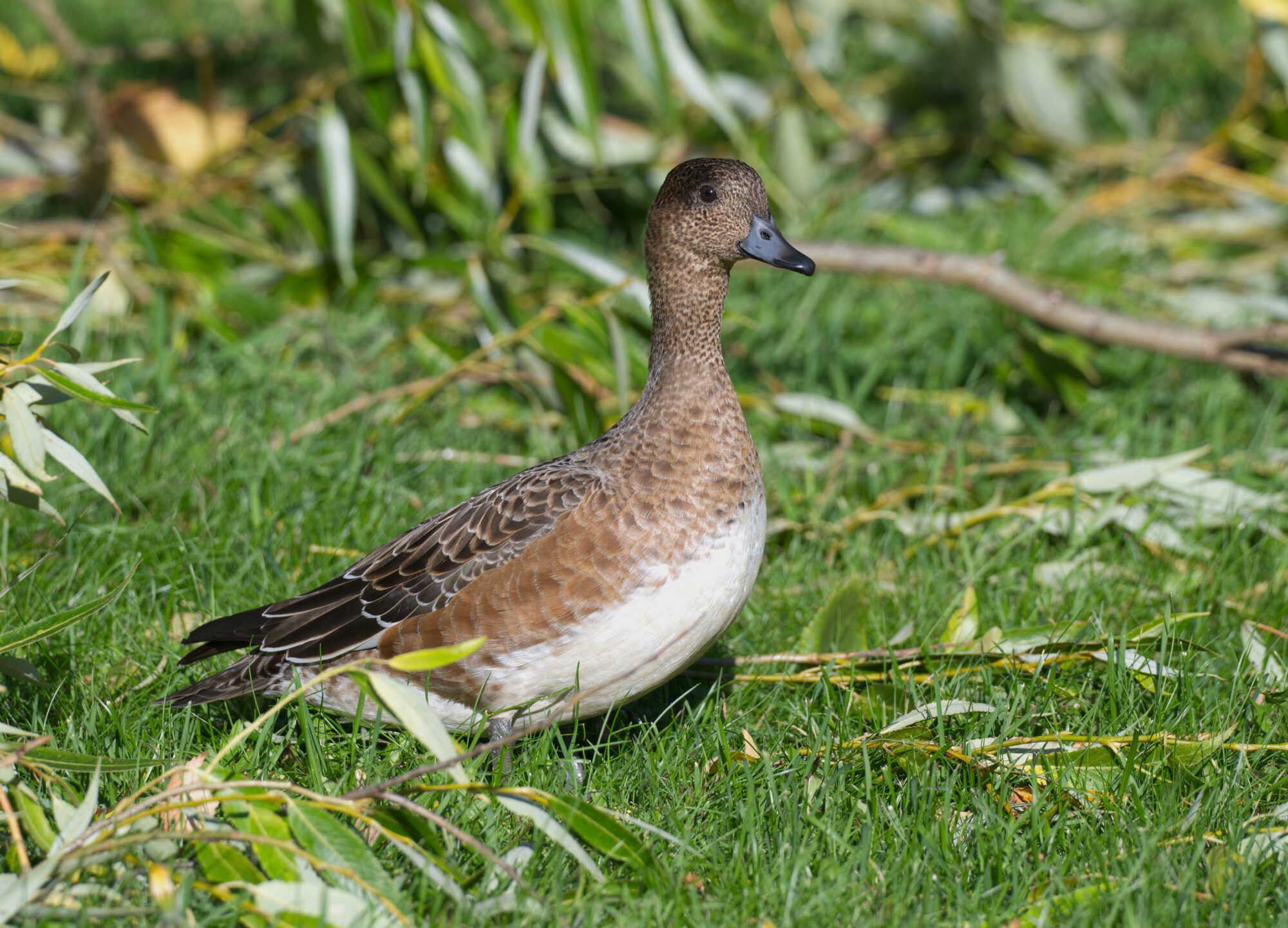Valokuvaaja: Päivi Kiiskinen-Mustonen