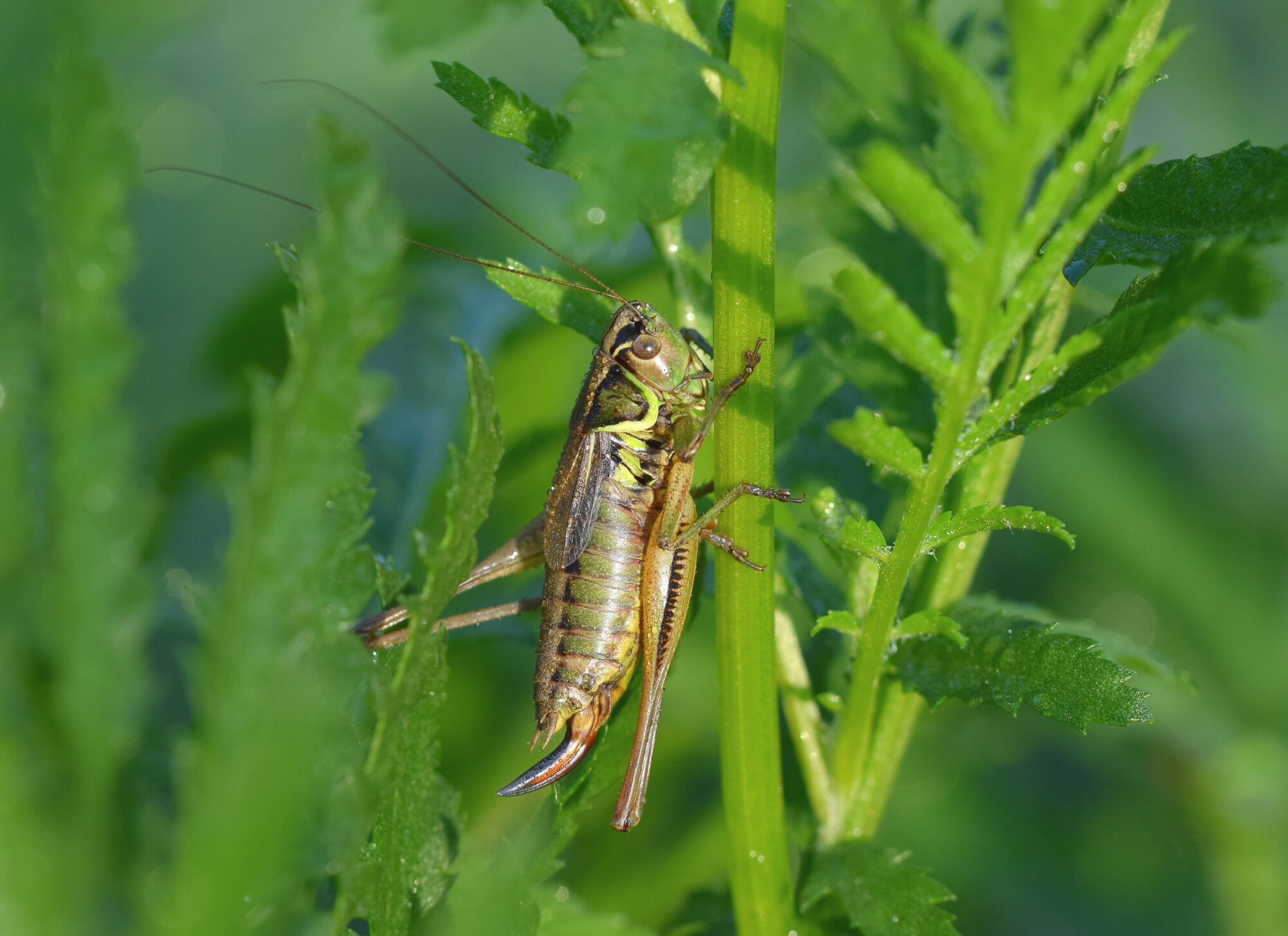 Valokuvaaja: Päivi Kiiskinen-Mustonen