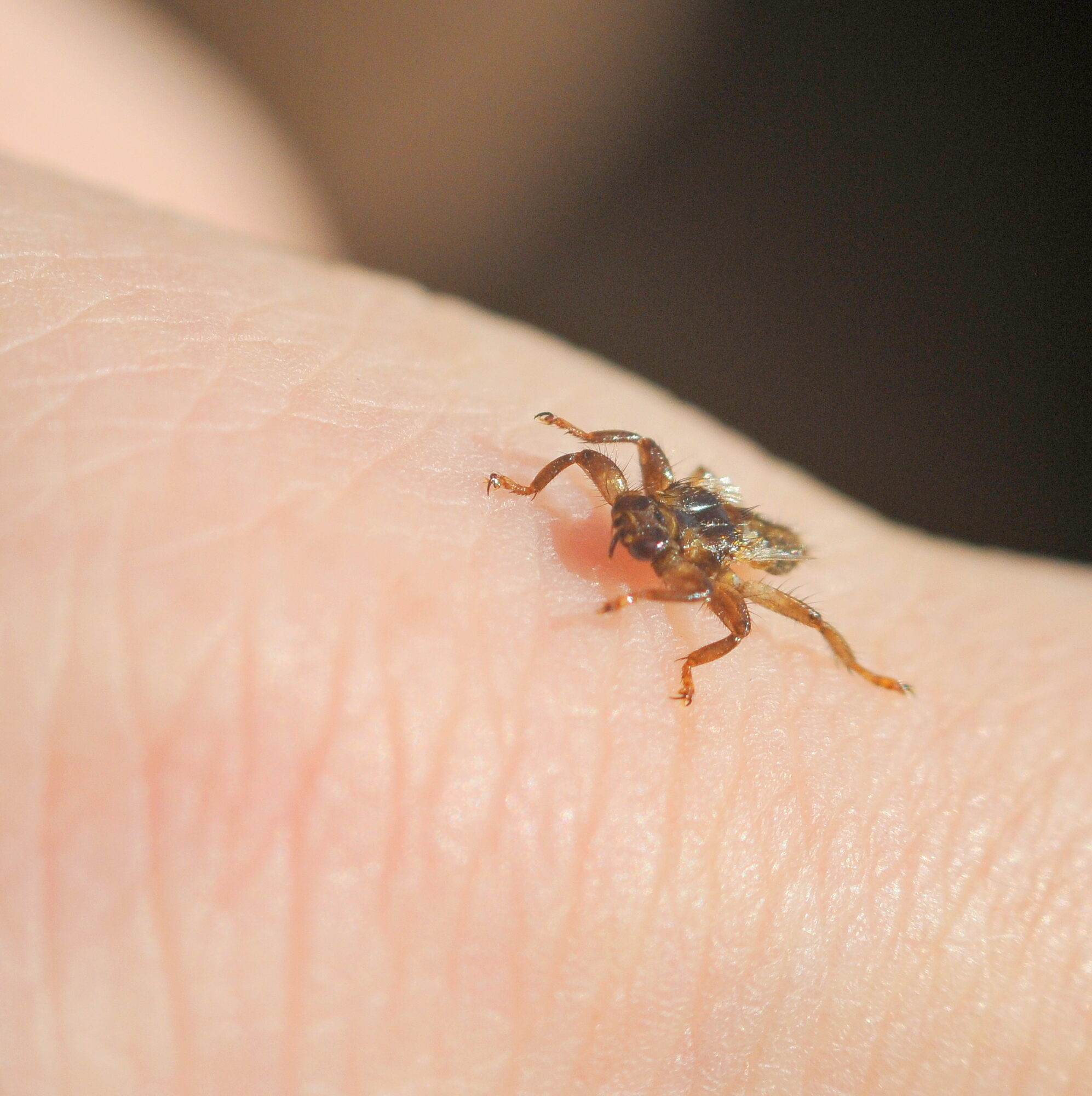 Valokuvaaja: Kaarlo Asikainen