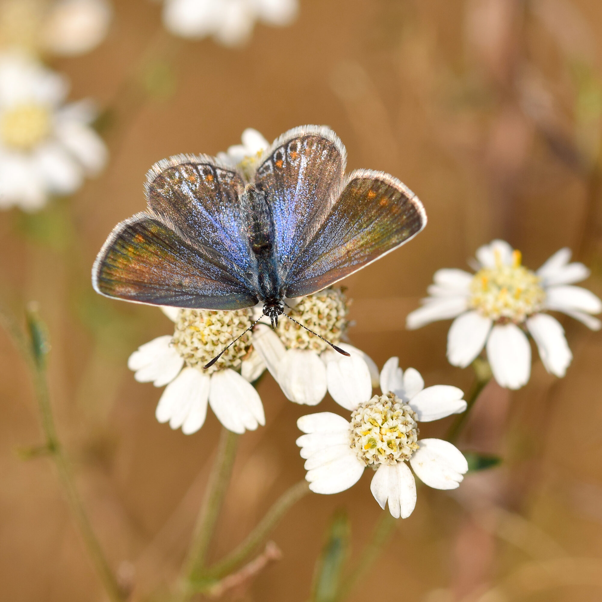 Valokuvaaja: Päivi Kiiskinen-Mustonen