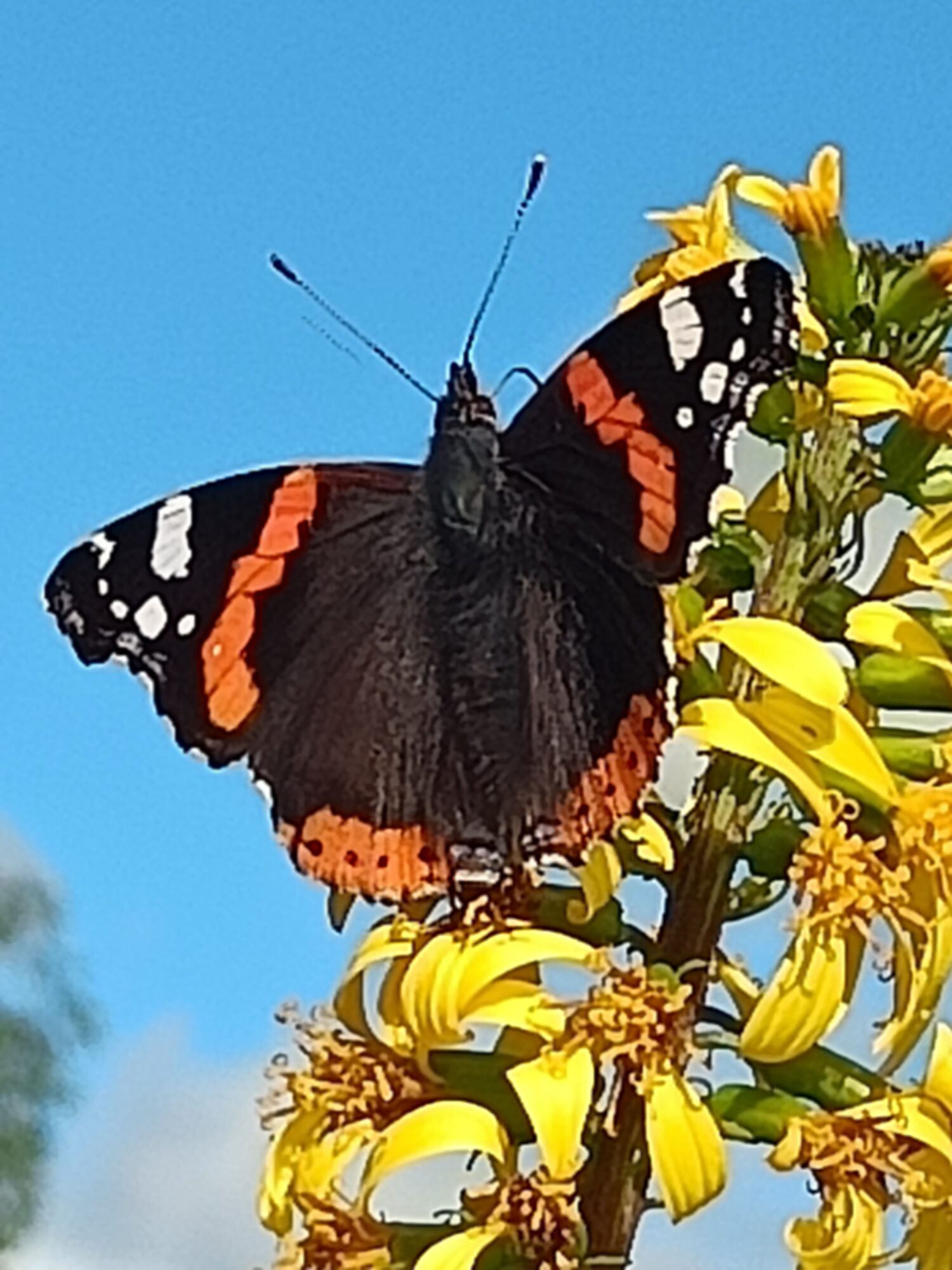 Valokuvaaja: Saila Karinen