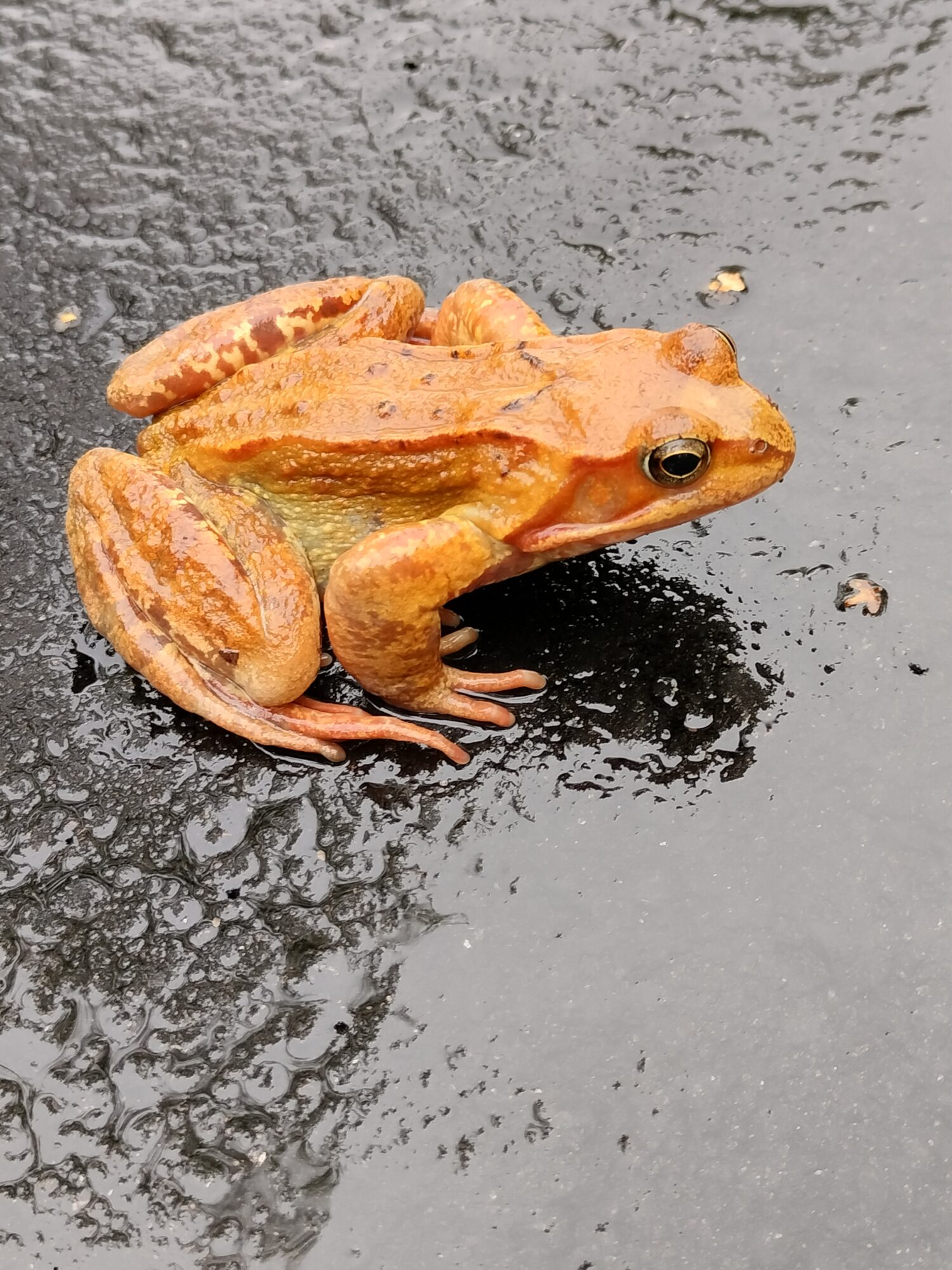 Valokuvaaja: Venla Pohjoisvirta Valokuvaaja: Venla Pohjoisvirta