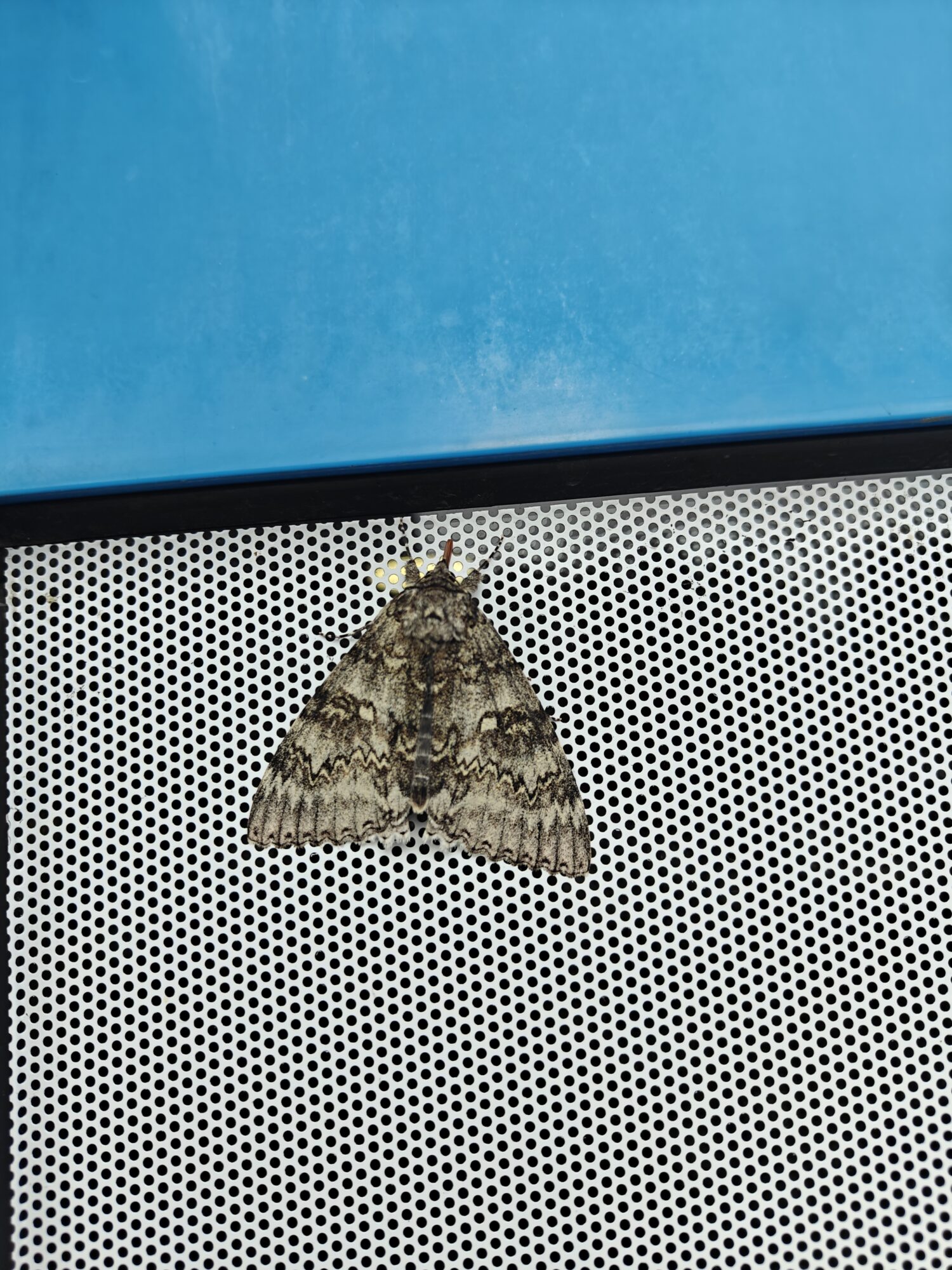 Valokuvaaja: Arttu-Pekka Arpalahti