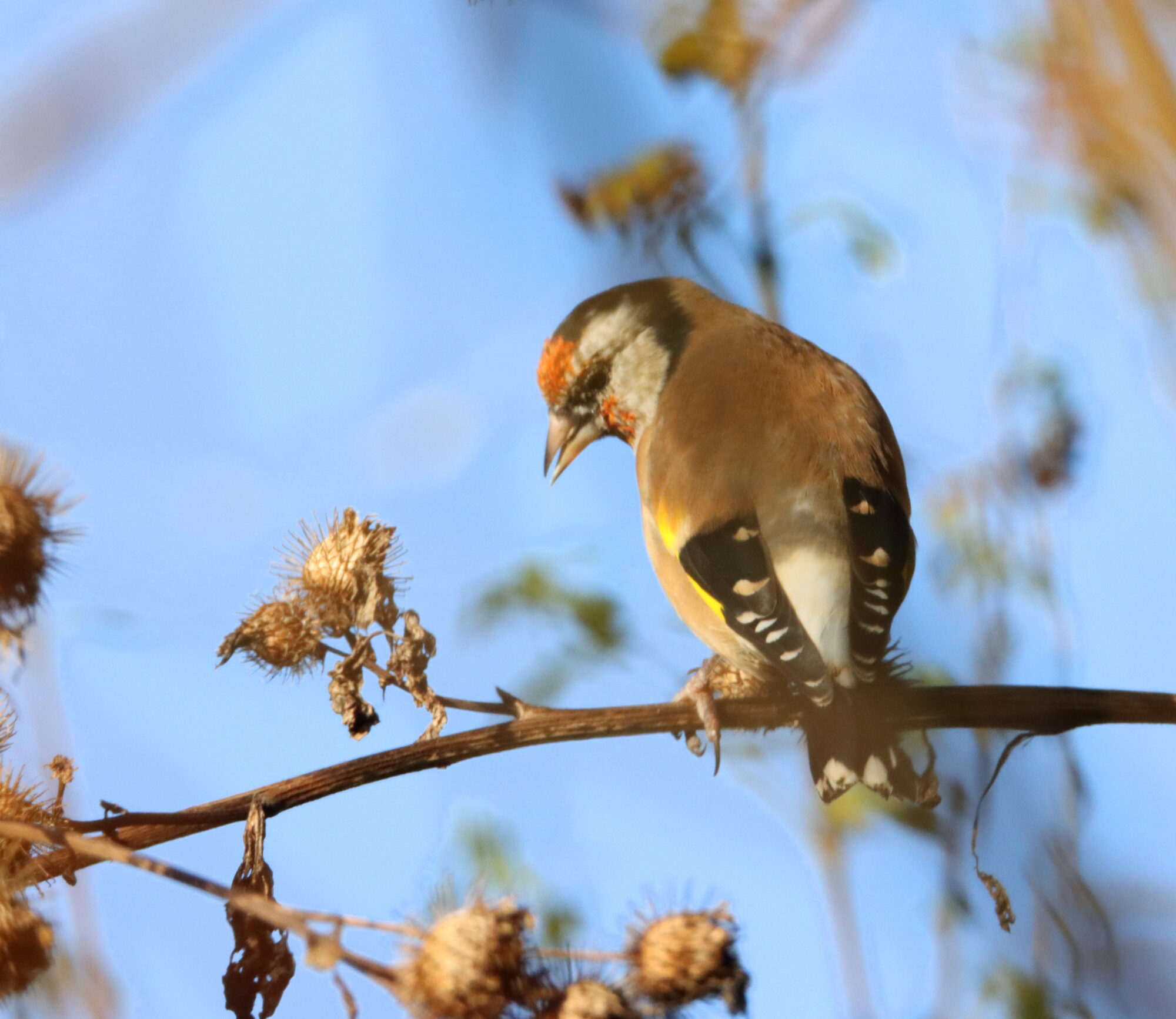 Valokuvaaja: Irja Lehtinen