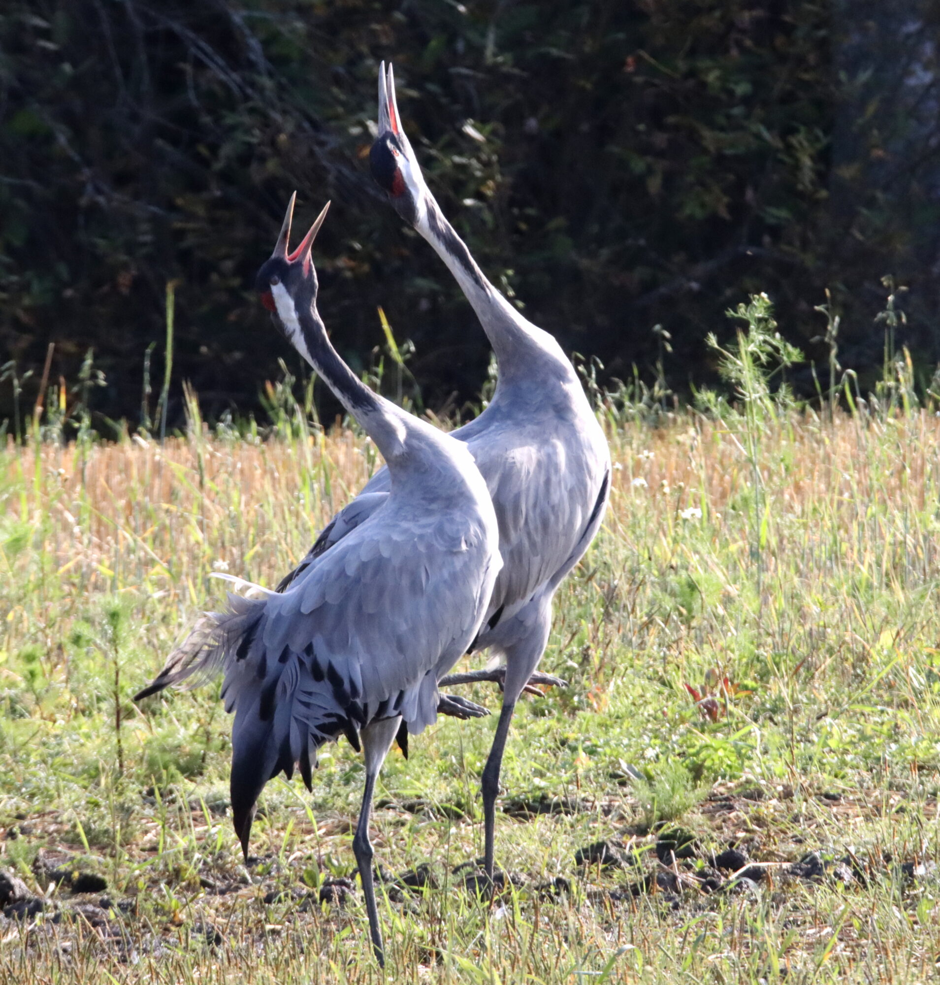 Valokuvaaja: Irja Lehtinen