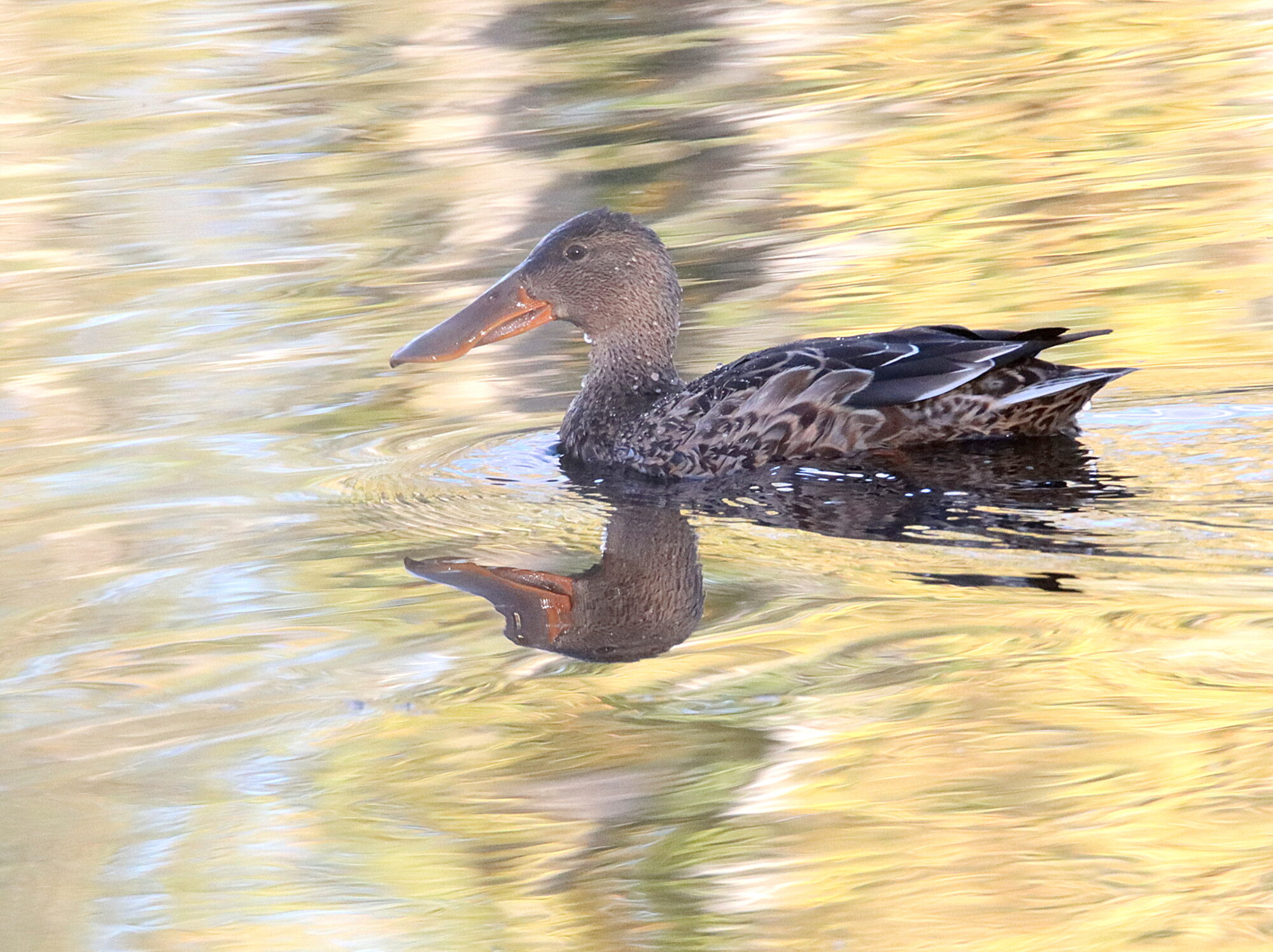 Valokuvaaja: Irja Lehtinen
