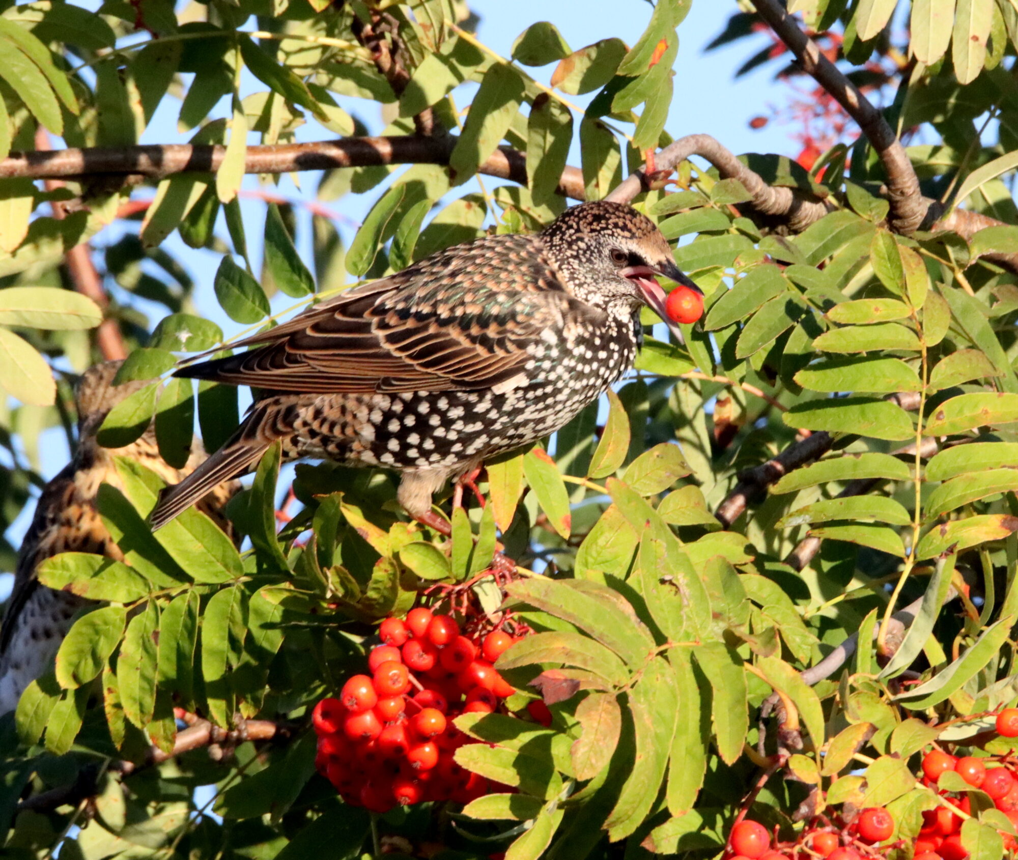 Valokuvaaja: Irja Lehtinen