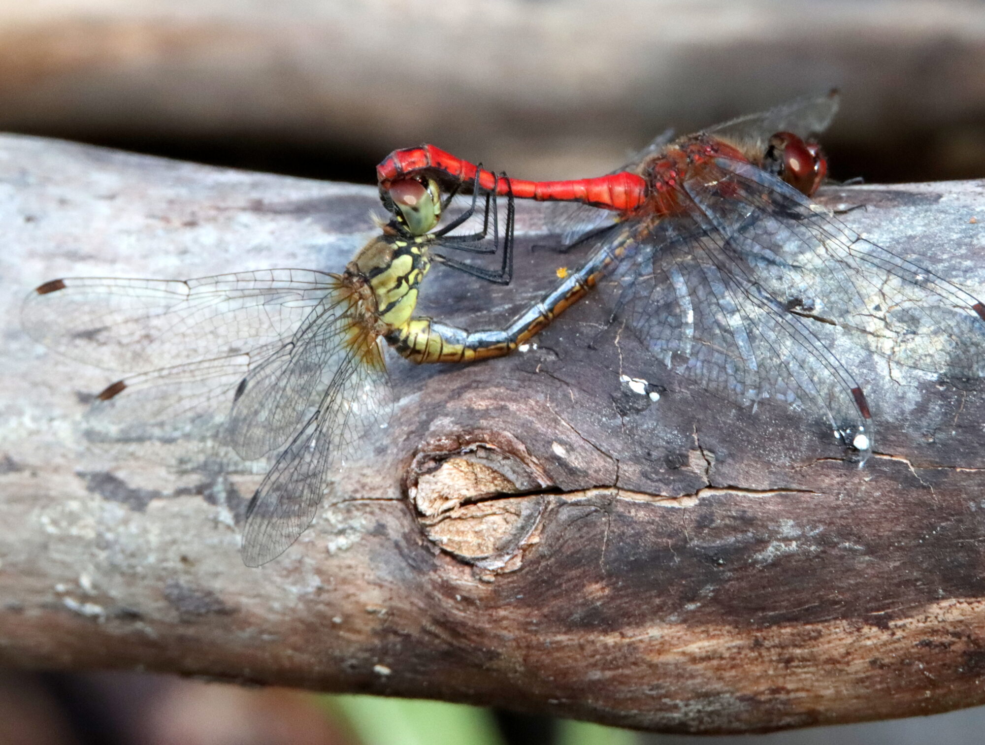 Valokuvaaja: Irja Lehtinen