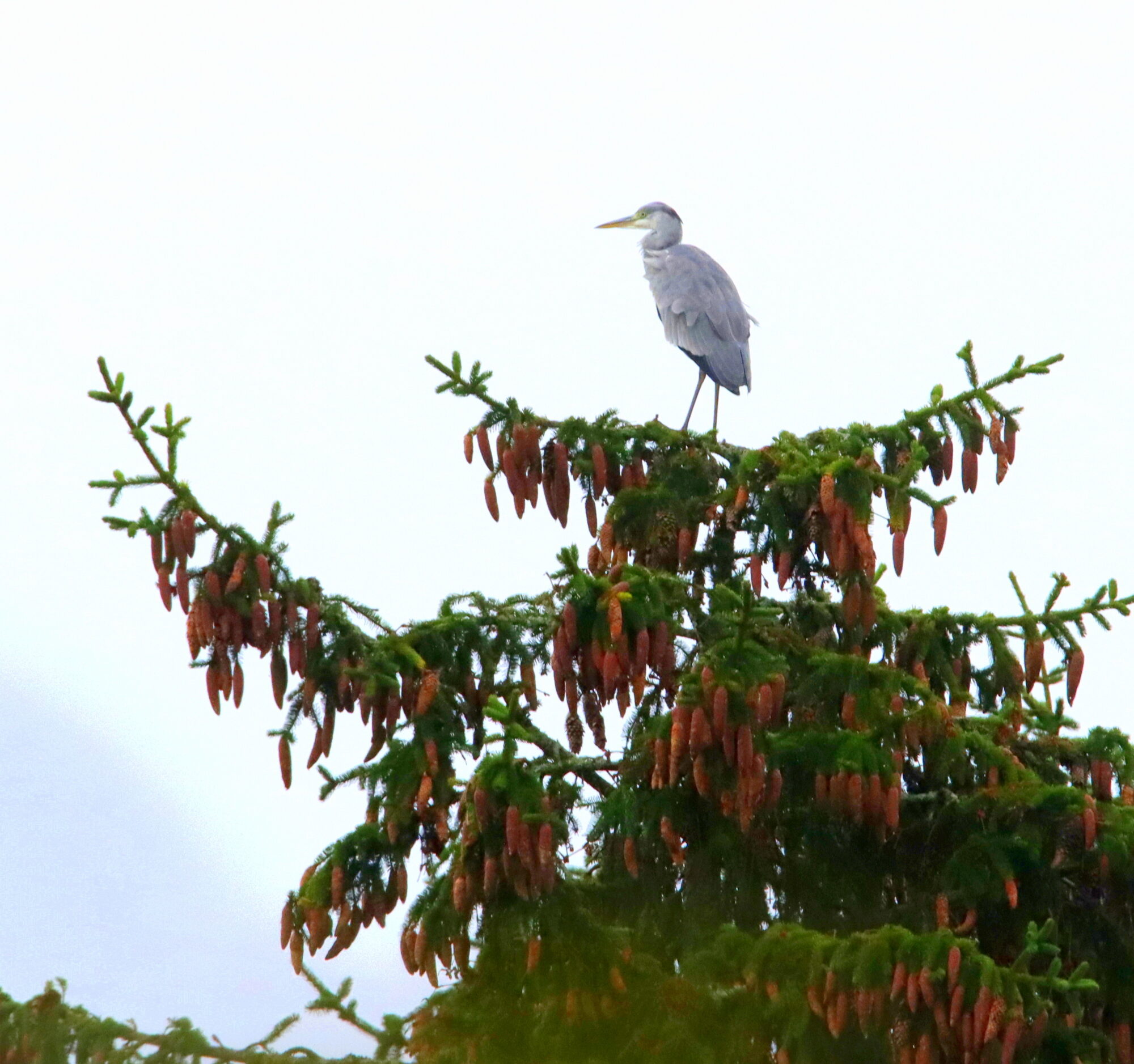 Valokuvaaja: Irja Lehtinen