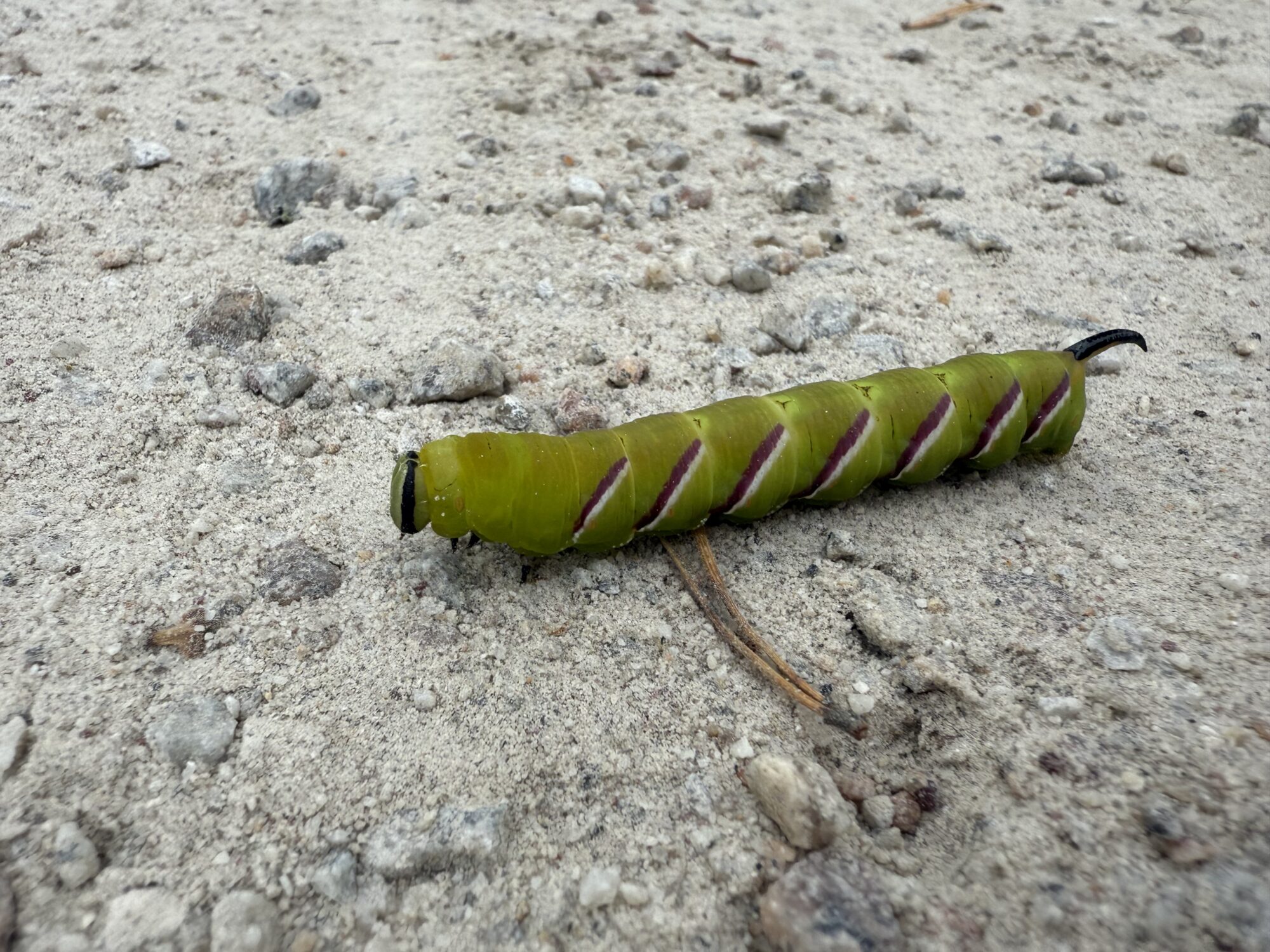 Valokuvaaja: Enni Rankaviita