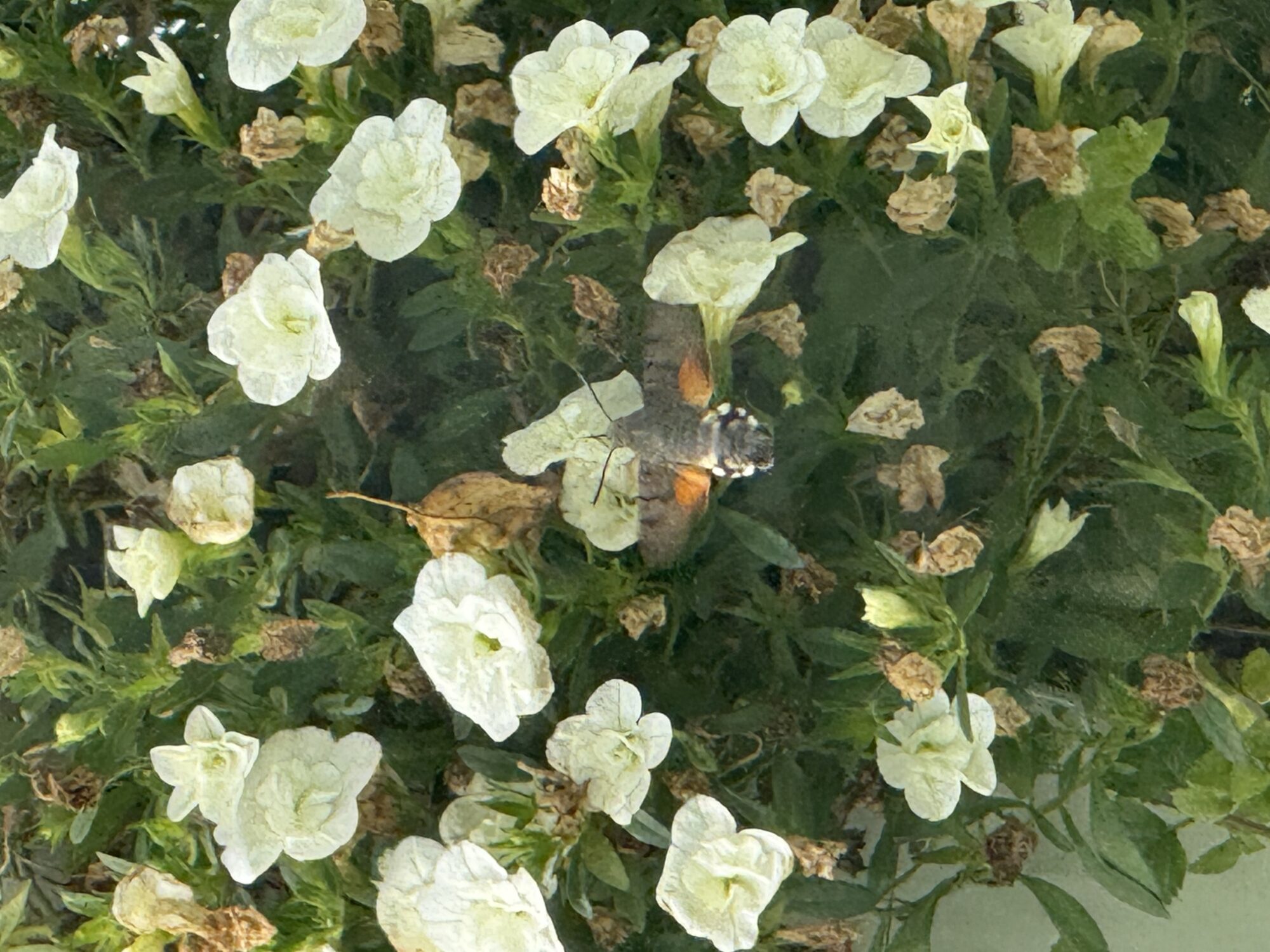 Valokuvaaja: Ritva Peltola