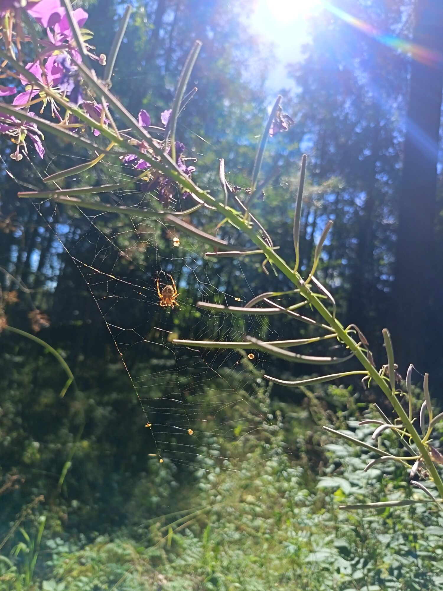 Valokuvaaja: Merituulia Wittsberg