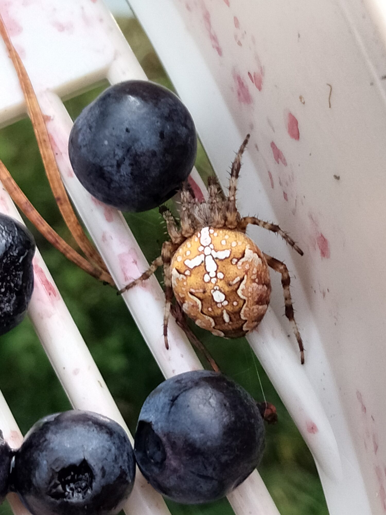 Valokuvaaja: Terhi Kerttula Valokuvaaja: Terhi Kerttula