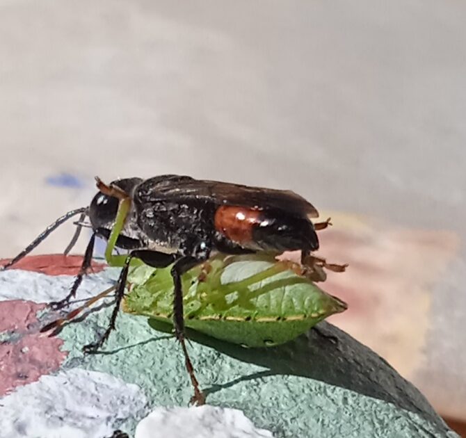 Valokuvaaja: Orvokki R osberg