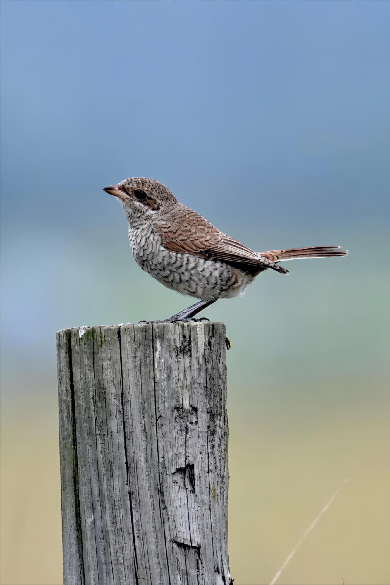 Valokuvaaja: Katja Haapakoski