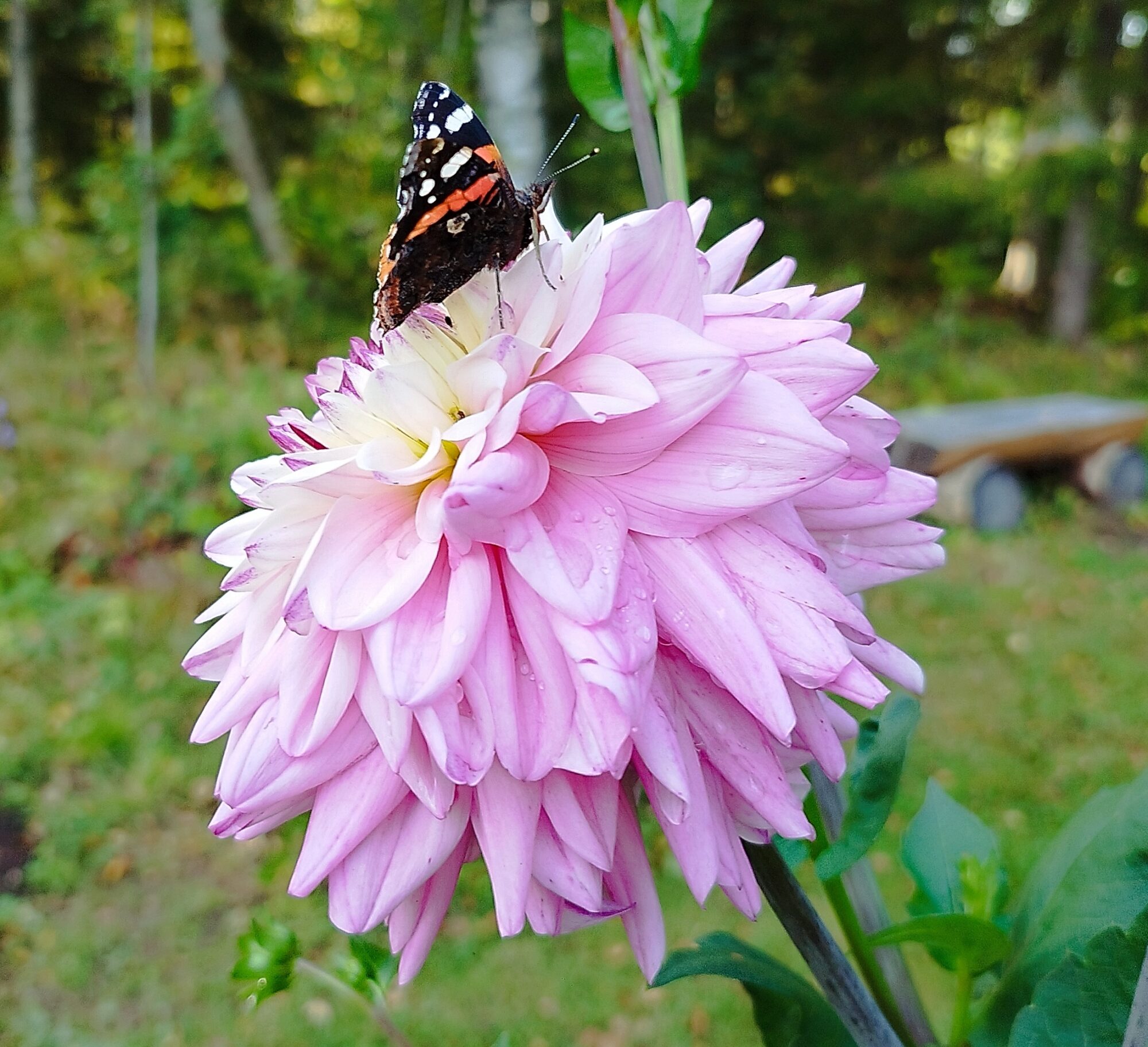 Valokuvaaja: Marju Leino