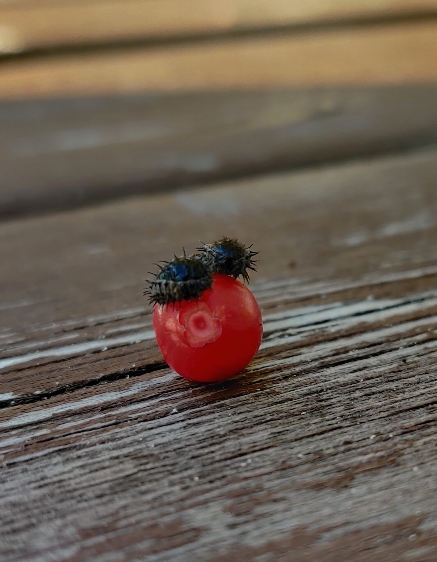 Valokuvaaja: Sanni Pälsi