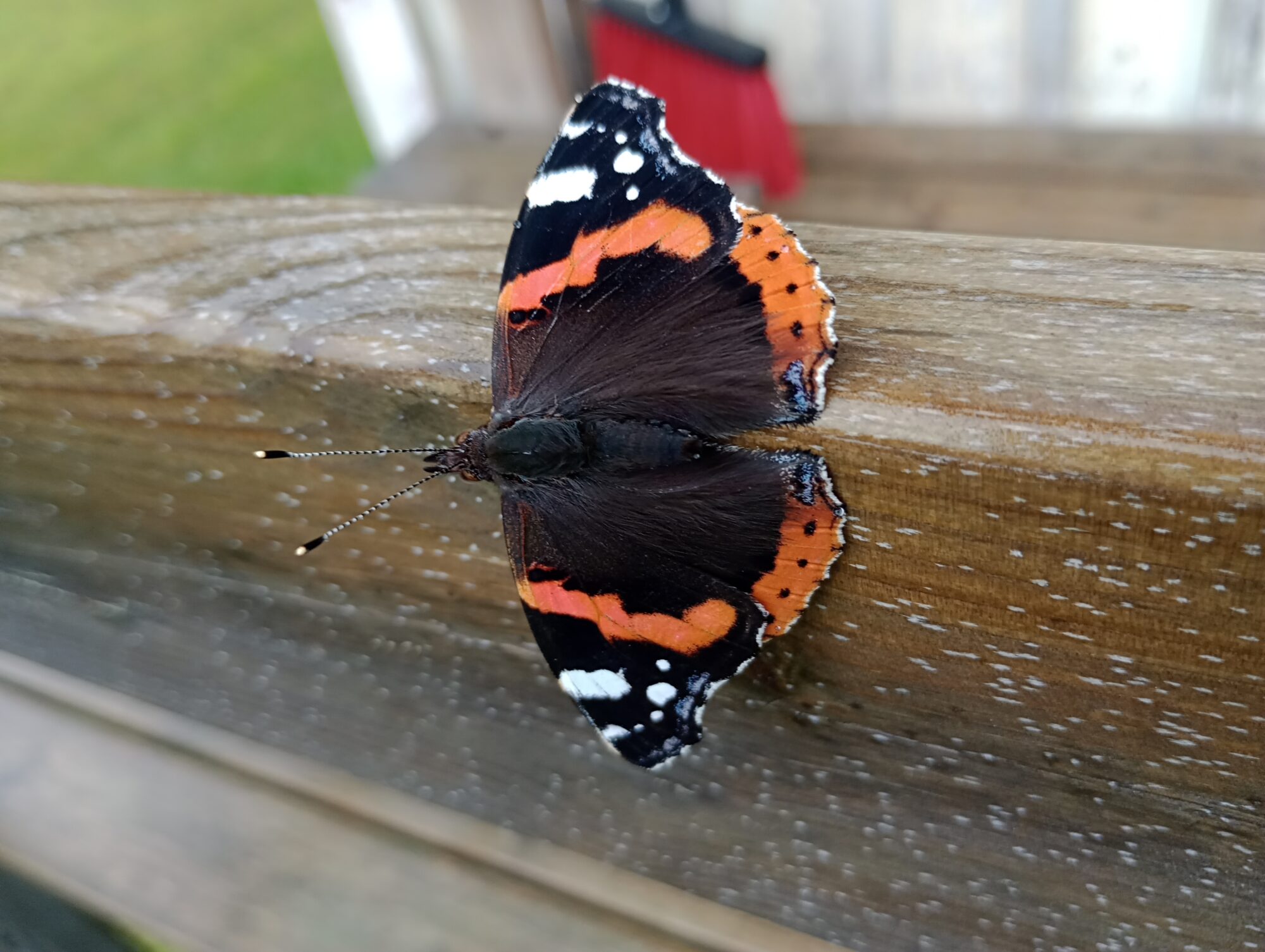 Valokuvaaja: Leila Hiltunen