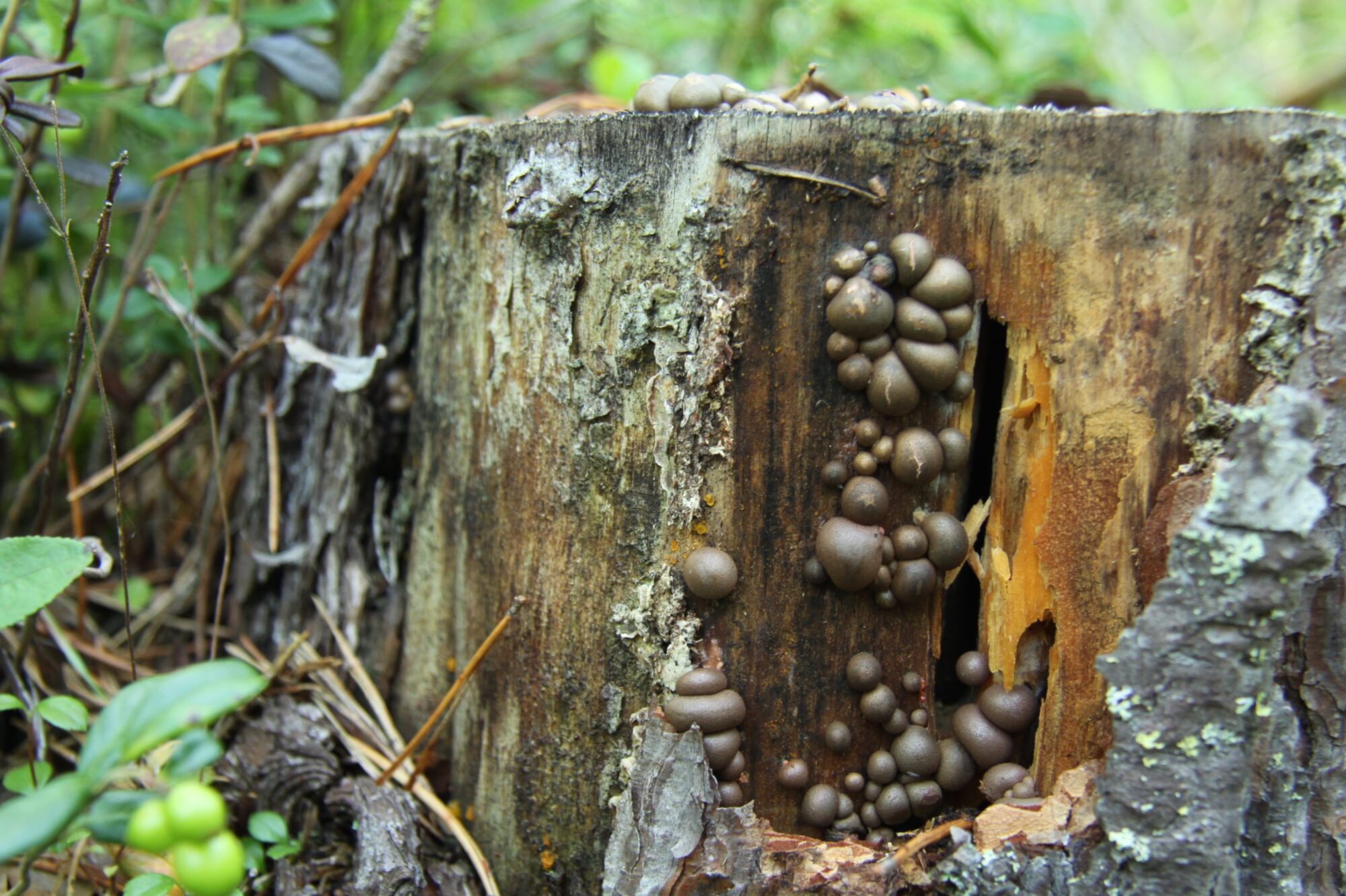 Valokuvaaja: Pirkko Siukonen