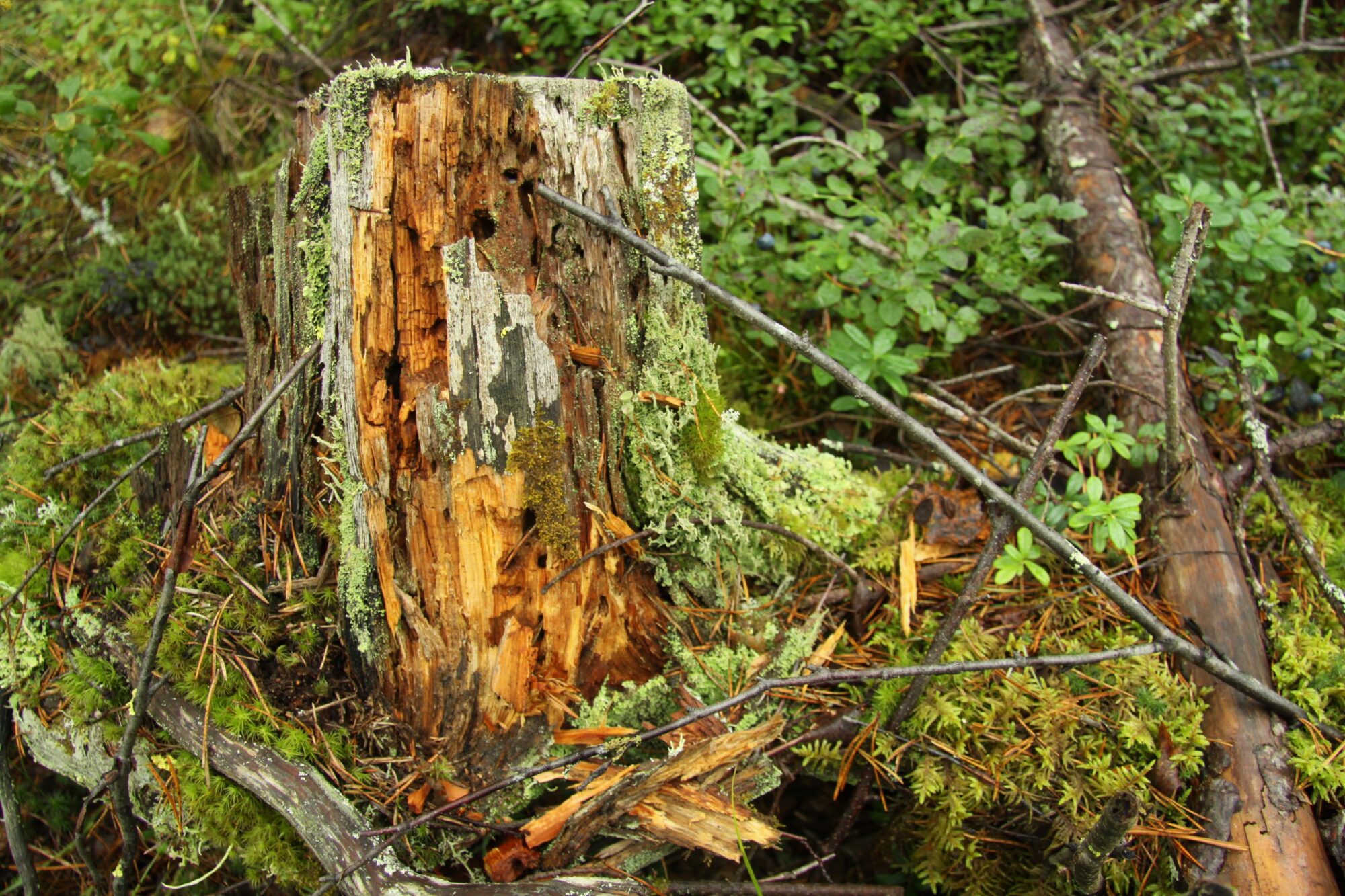 Valokuvaaja: Pirkko Siukonen