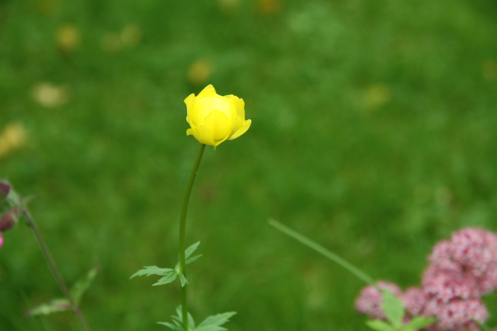 Valokuvaaja: Pirkko Siukonen