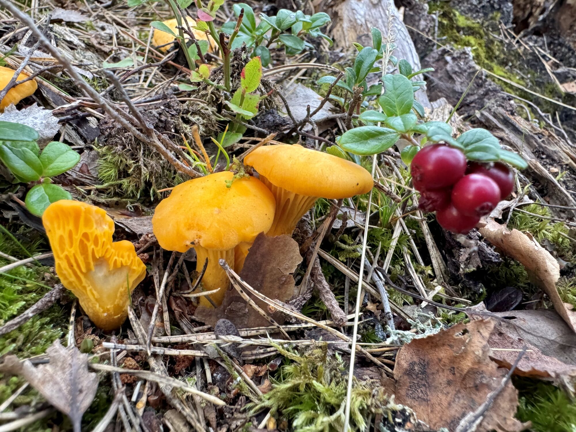 Valokuvaaja: Juhani Peltonen Valokuvaaja: Juhani Peltonen