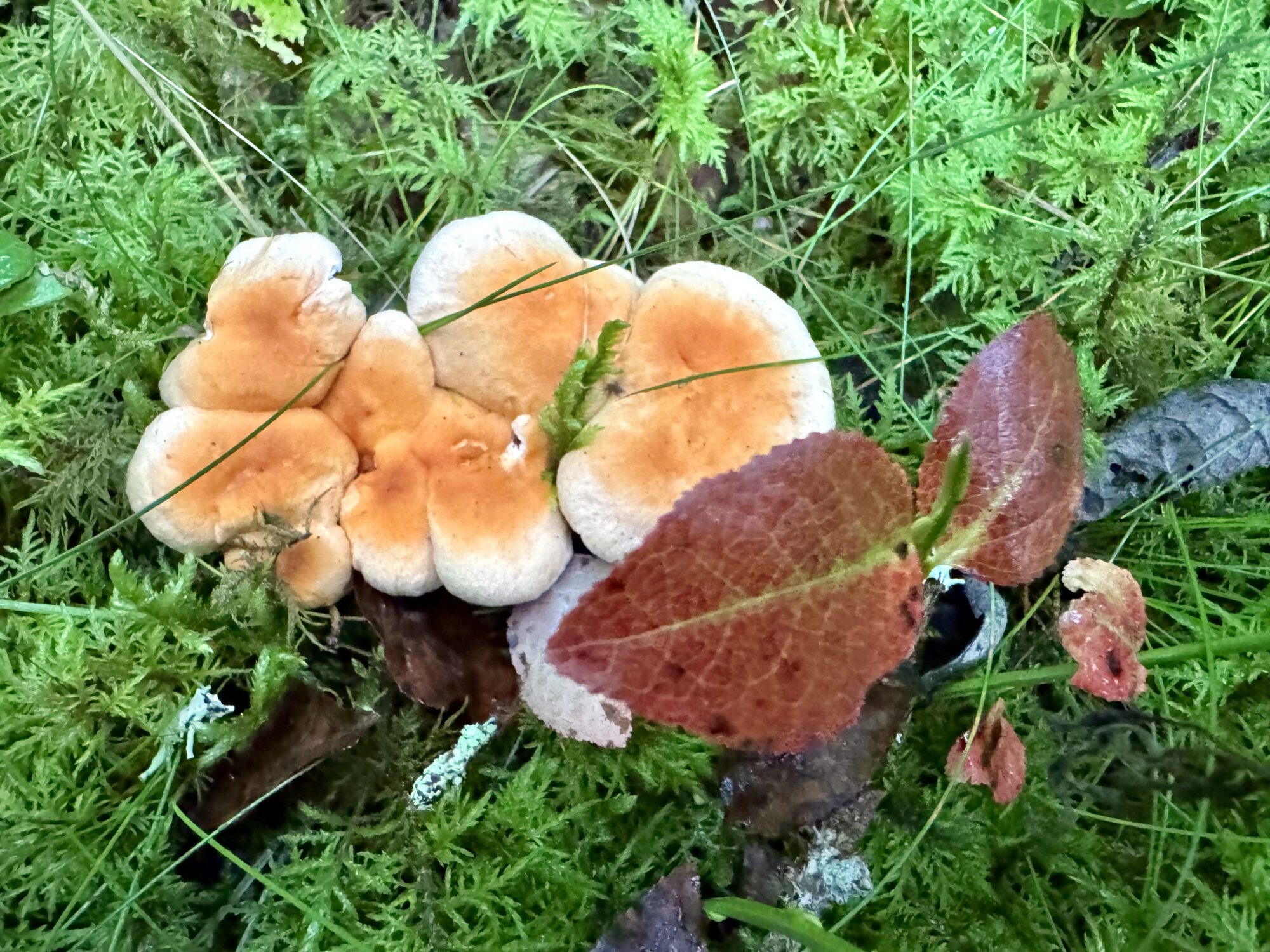 Valokuvaaja: Juhani Peltonen