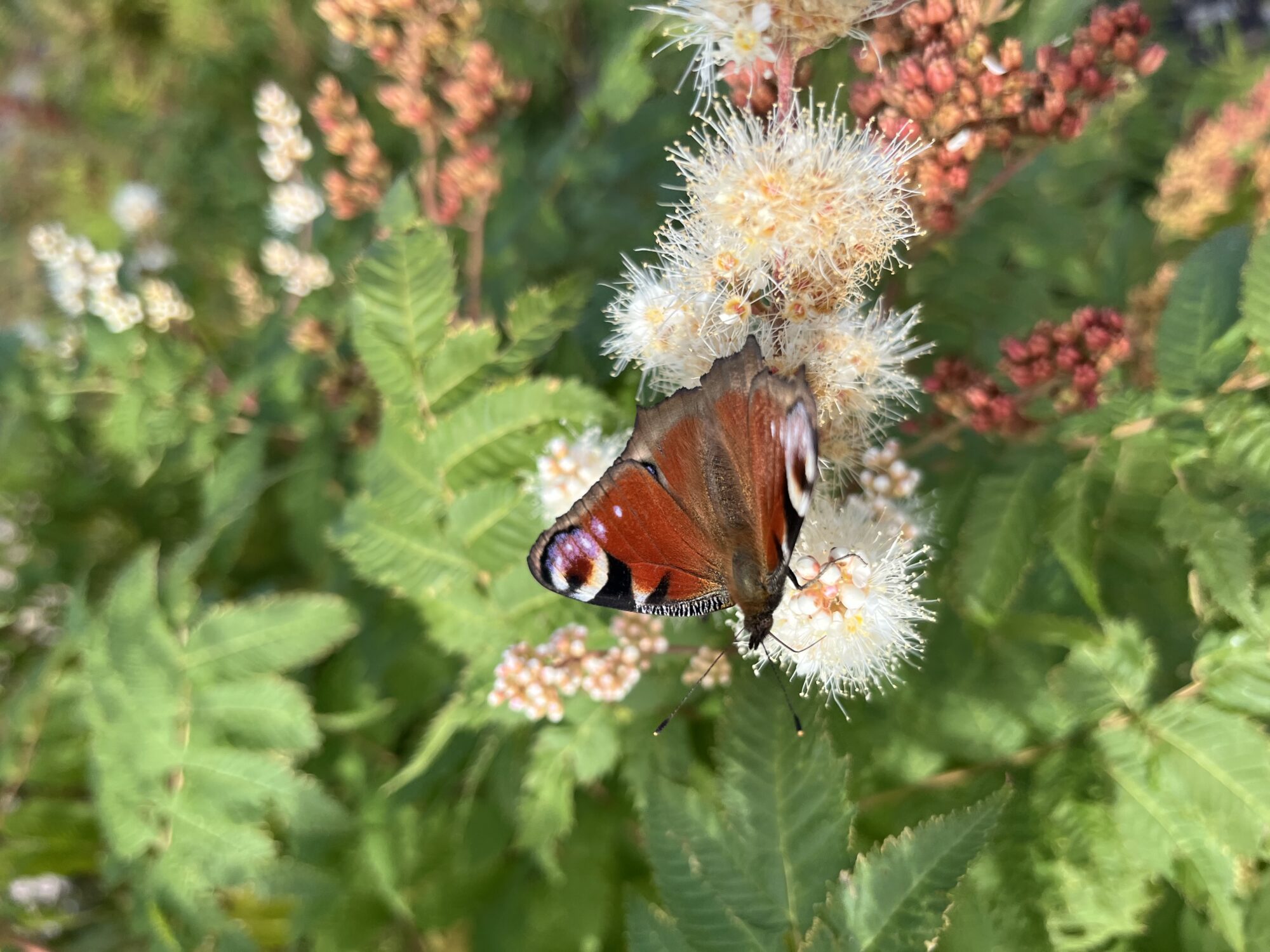 Valokuvaaja: Roosa Palojärvi Valokuvaaja: Roosa Palojärvi